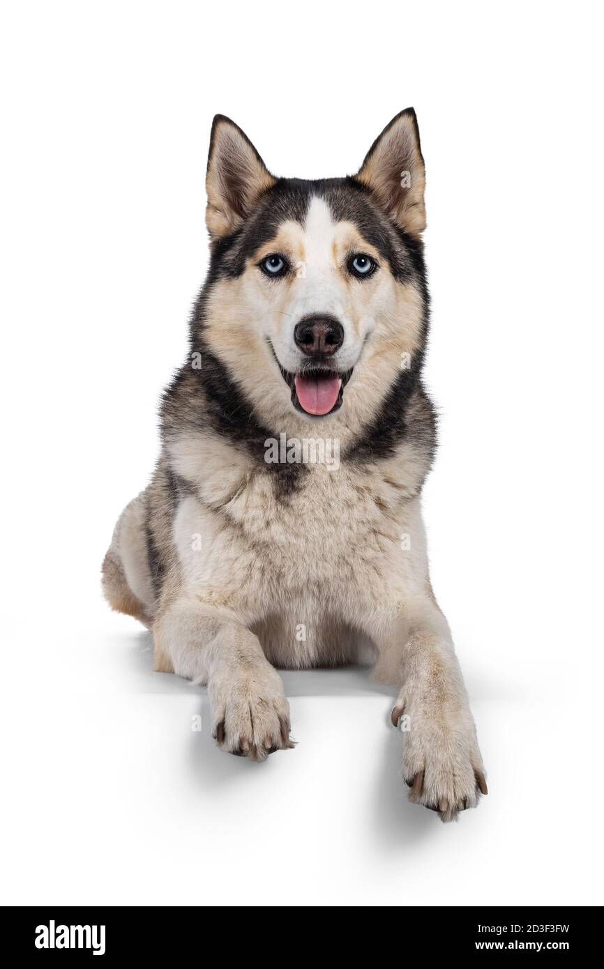 Pretty young adult Husky dog, laying down facing front with paws over edge. Looking towards camera with light blue eyes. Isolated on a white backgroun Stock Photo