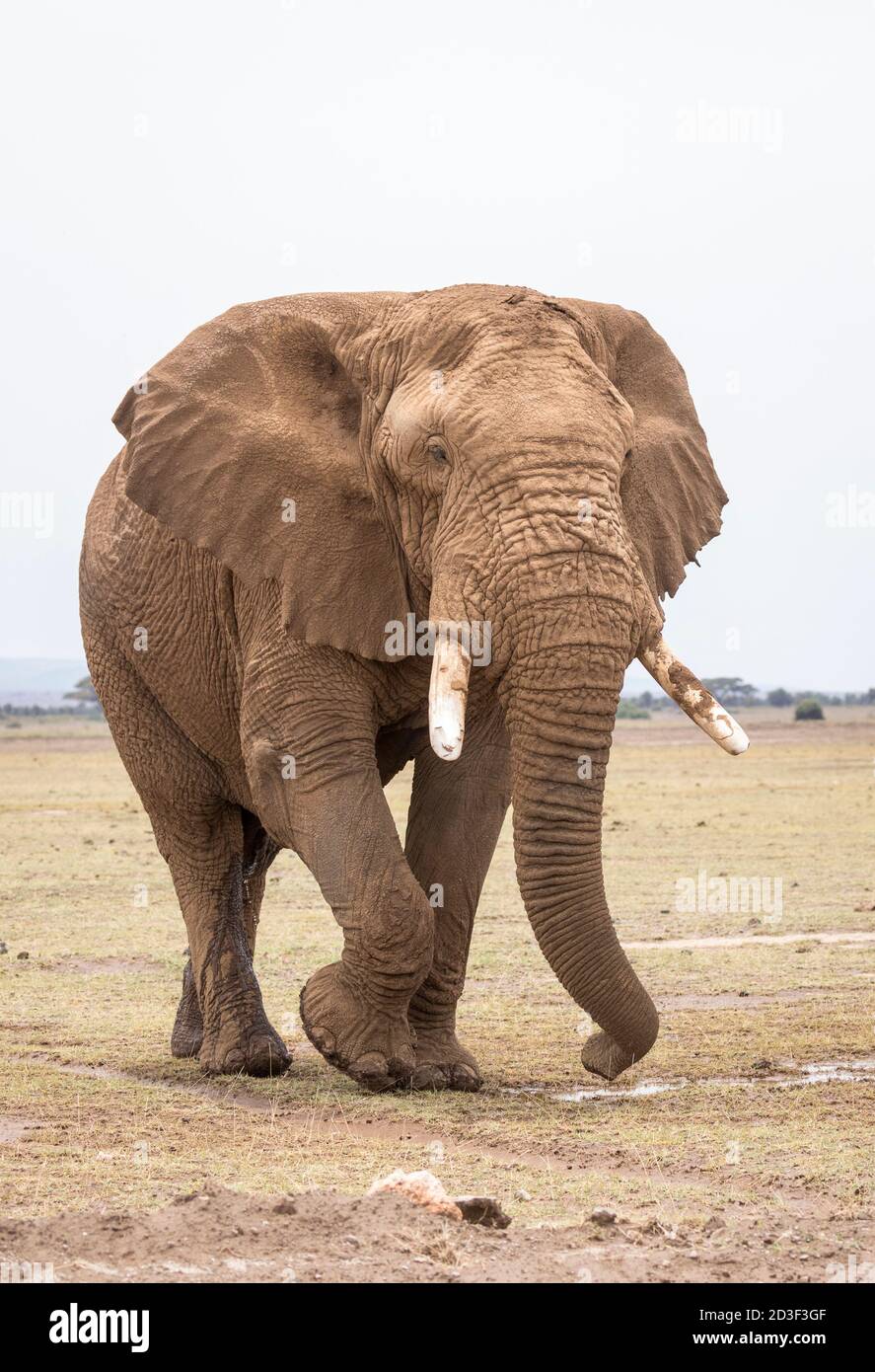 Vertical portrait of a large bull elephant covered in mud walking in Amboseli plains in Kenya Stock Photo