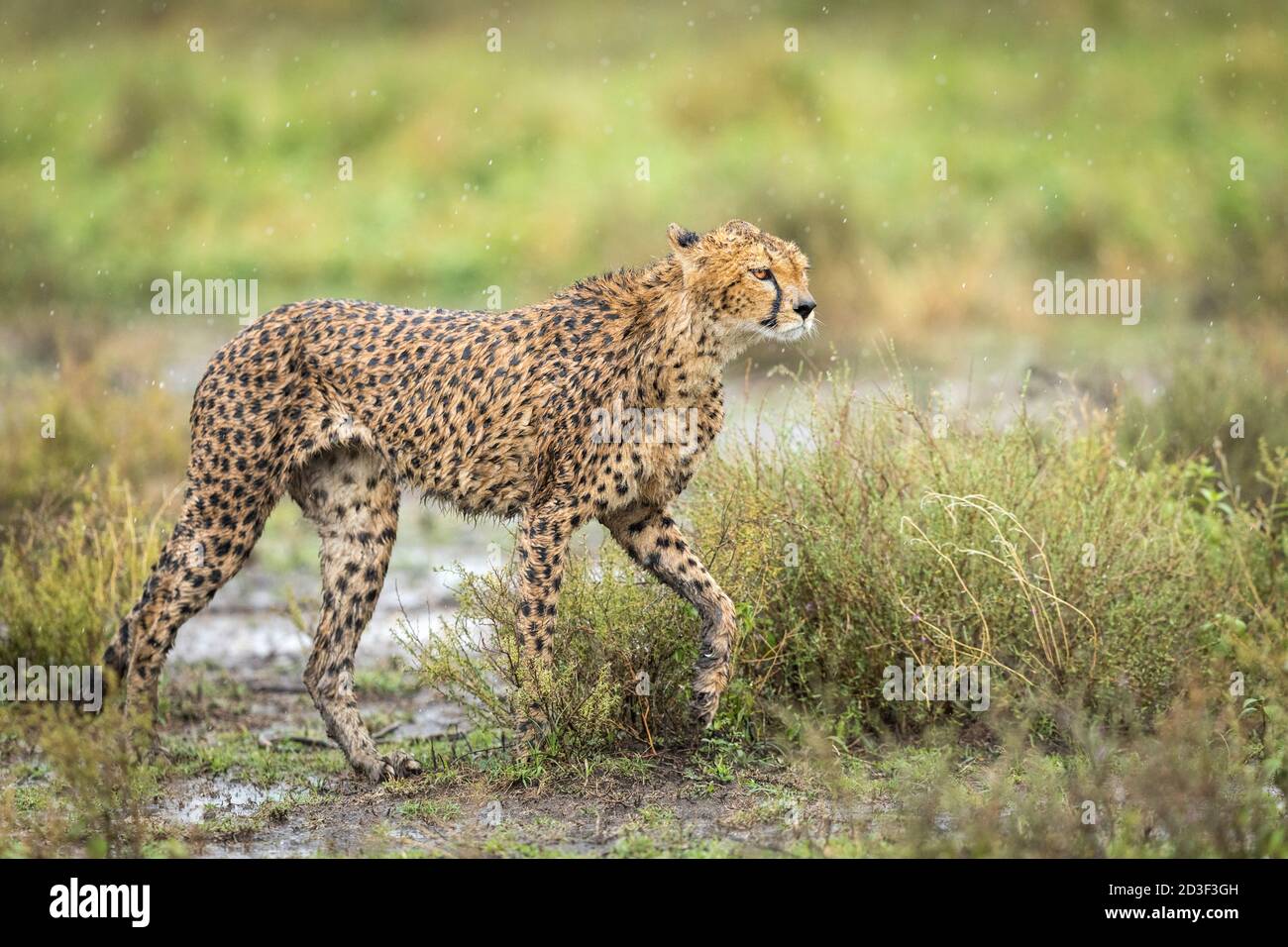 Adult cheetah walking in the rain looking alert in Ndutu in Tanzania Stock Photo