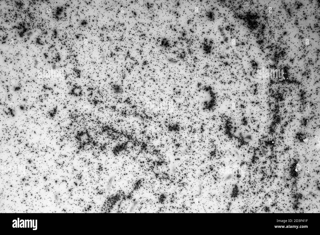 Texture of black particles in white liquid Stock Photo Alamy