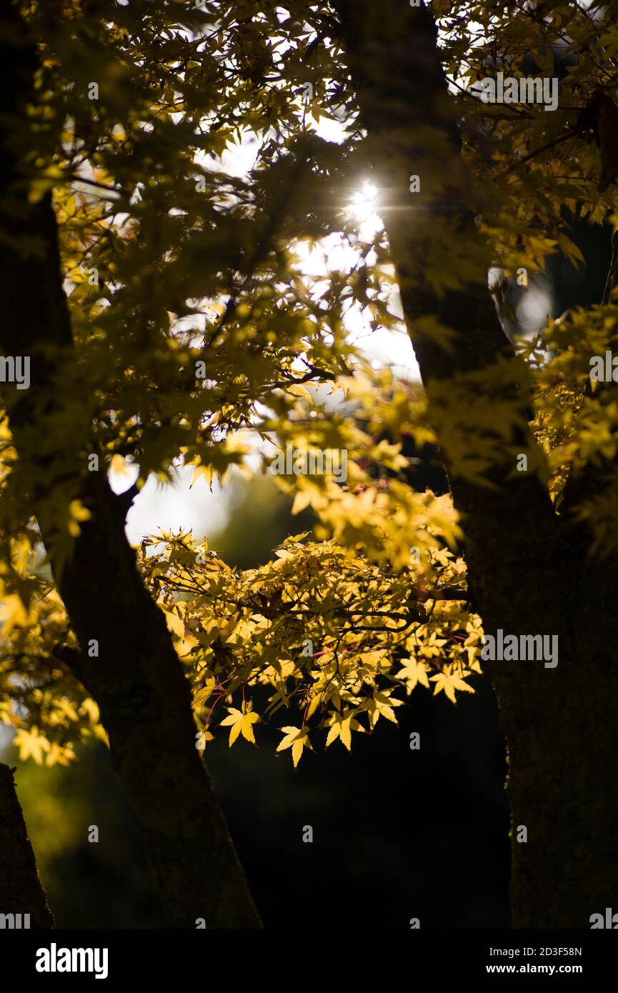 Autumnal leaves of Maple tree in sun back light Stock Photo - Alamy