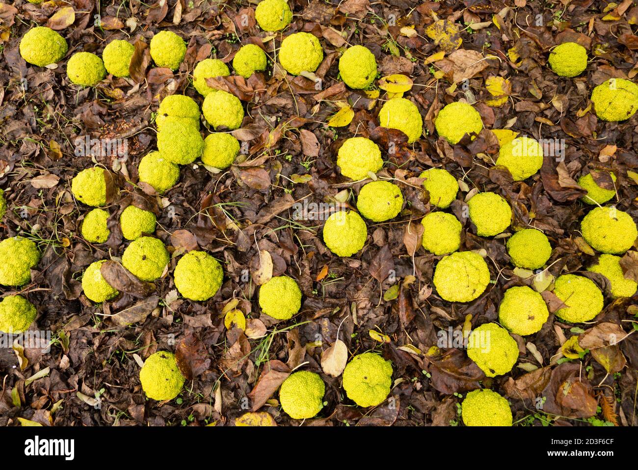 Maclura pomifera tree fruits on ground, commonly called Osage orange, hedge apple, horse apple, monkey ball. Stock Photo