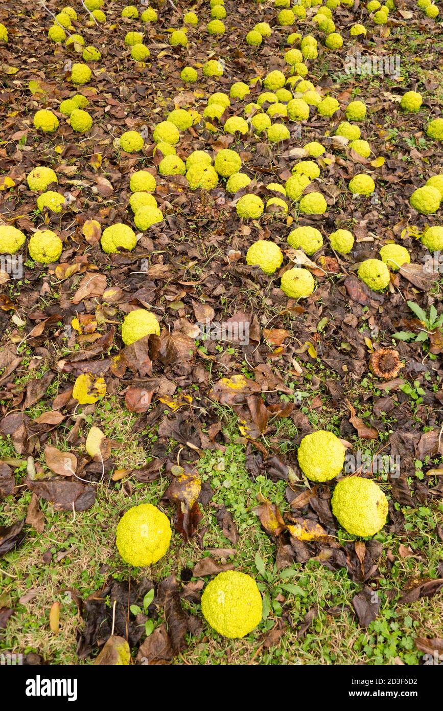 Maclura pomifera tree fruits on ground, commonly called Osage orange, hedge apple, horse apple, monkey ball. Stock Photo