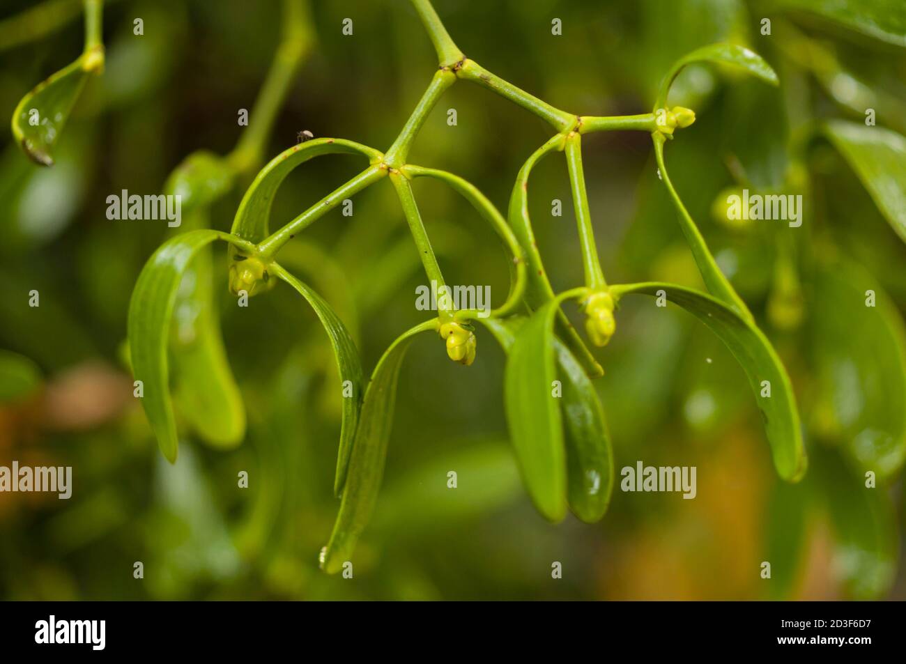 Viscum album is a species of mistletoe in the family Santalaceae, commonly known as European mistletoe Stock Photo