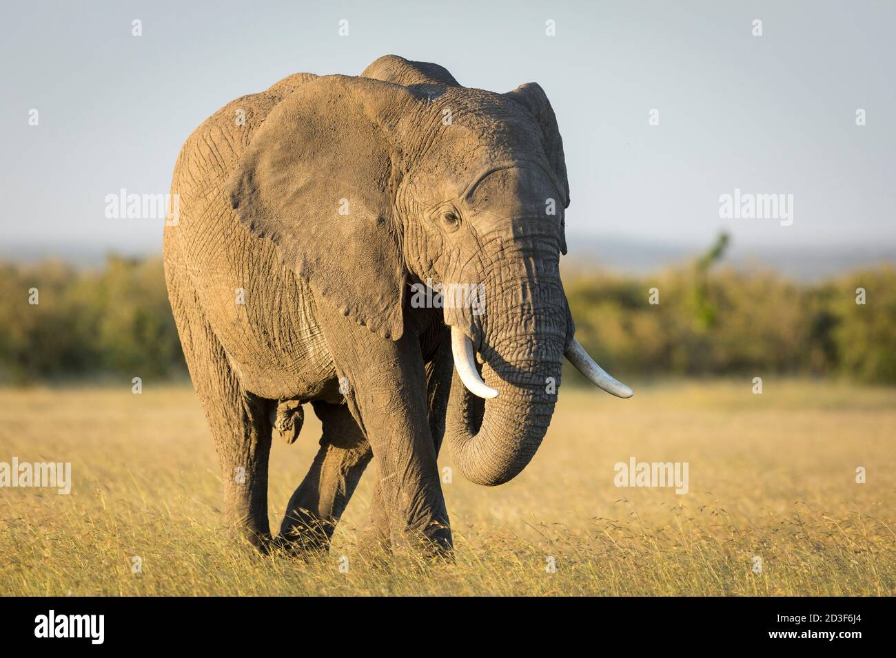 Large elephant walking through grass plains of Masai Mara in Kenya Stock Photo