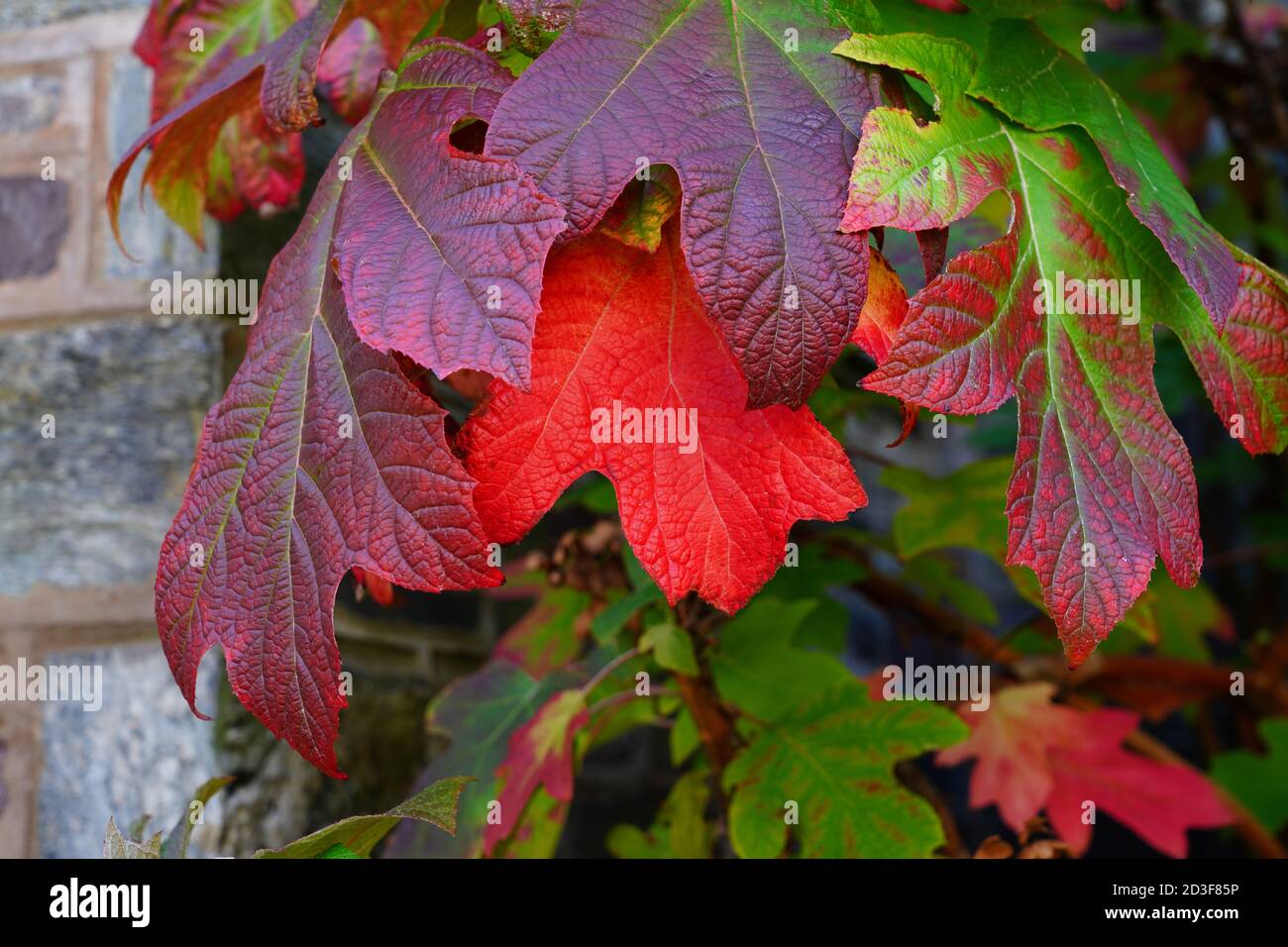 Colorful leaves of oakleaf hydrangea (hortensia quercifolia) in the