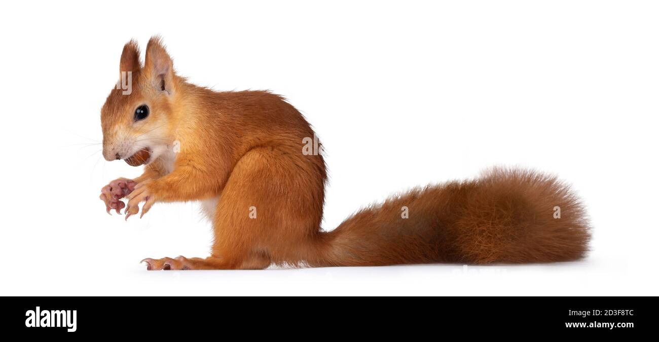 Red Japanese Lis squirrel, sitting side ways, holding a hazel nut in mouth. Looking towards camera. Isolated on white background. Stock Photo