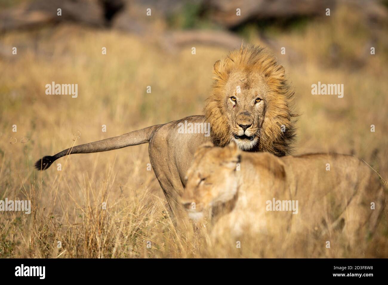 Male and female lions in dry grass in Khwai River Okavango Delta in Botswana Stock Photo