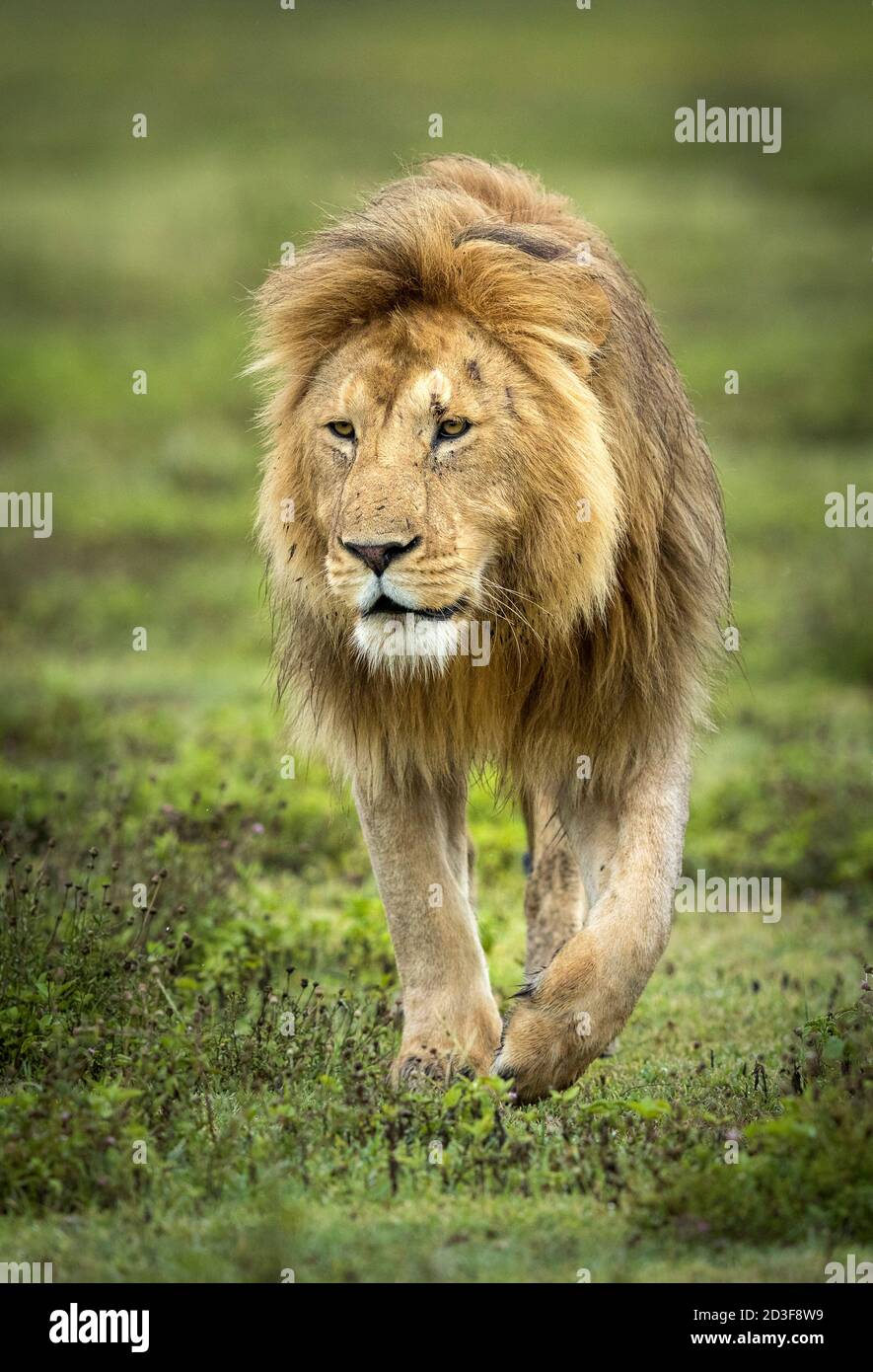 Vertical portrait of a male lion walking in green grass in Ngorongoro Crater in Tanzania Stock Photo