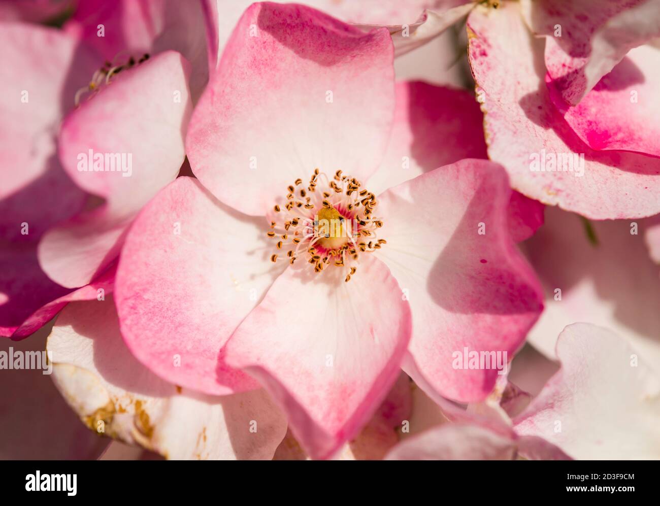 Colorful roses close up in full bloom Stock Photo - Alamy