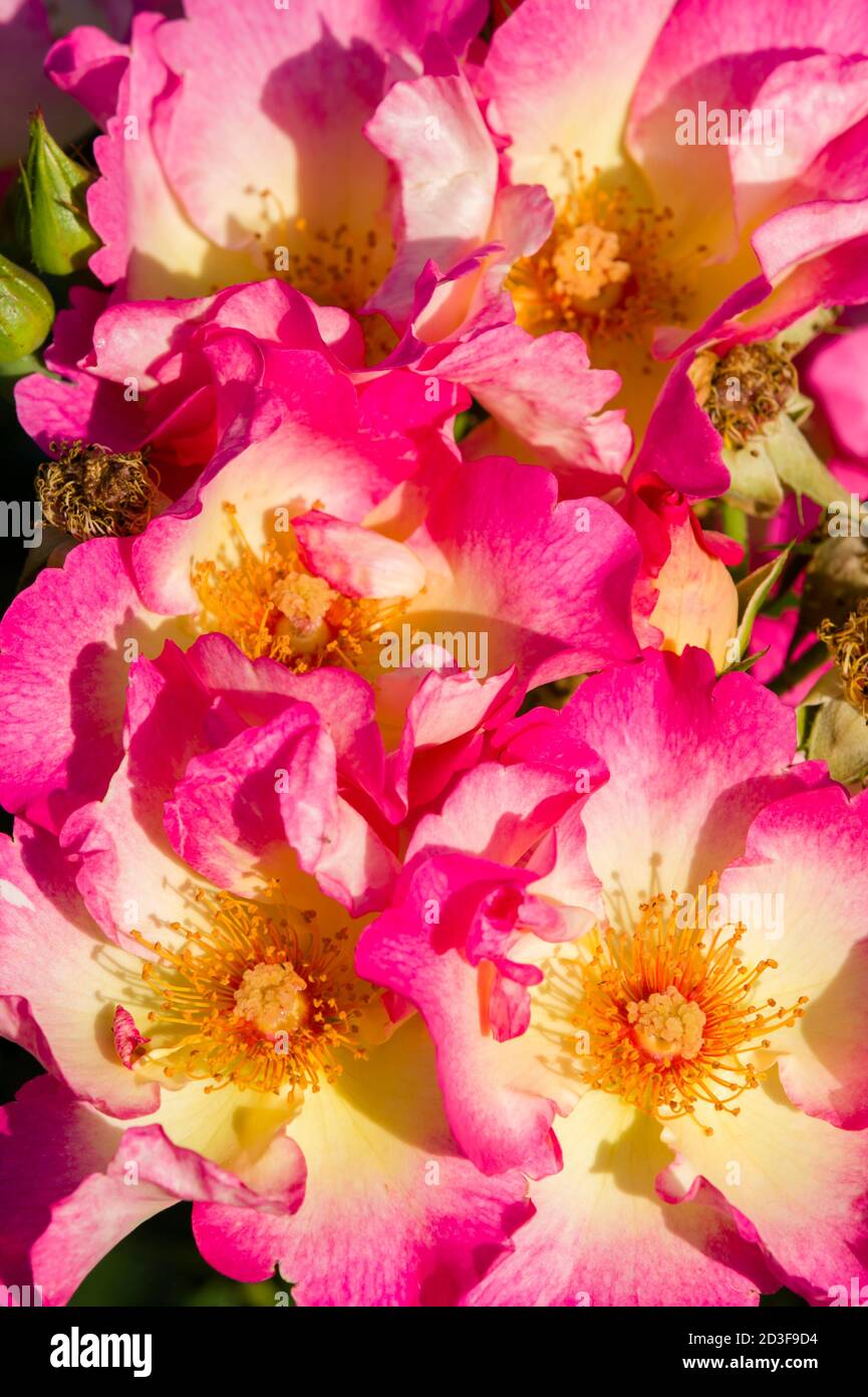 Colorful roses close up in full bloom Stock Photo - Alamy