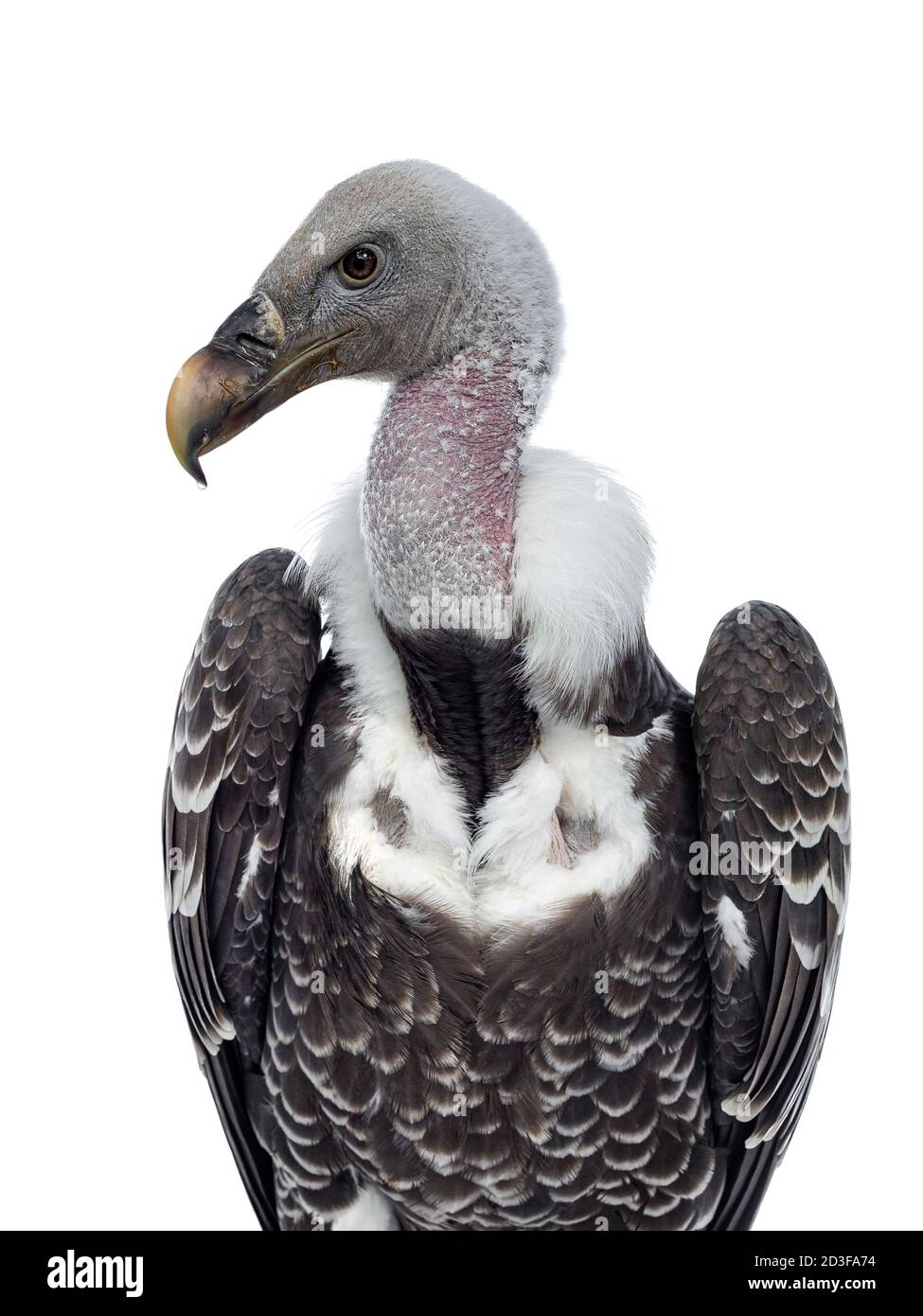 Head shot of Young adult Rüppell's griffin vulture facing front. Head up and turned to the side. Isolated on white background. Stock Photo