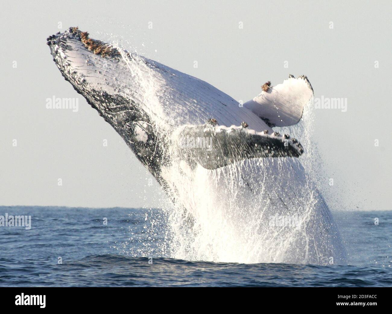 000 marine animals hi-res stock photography and images - Page 3 - Alamy