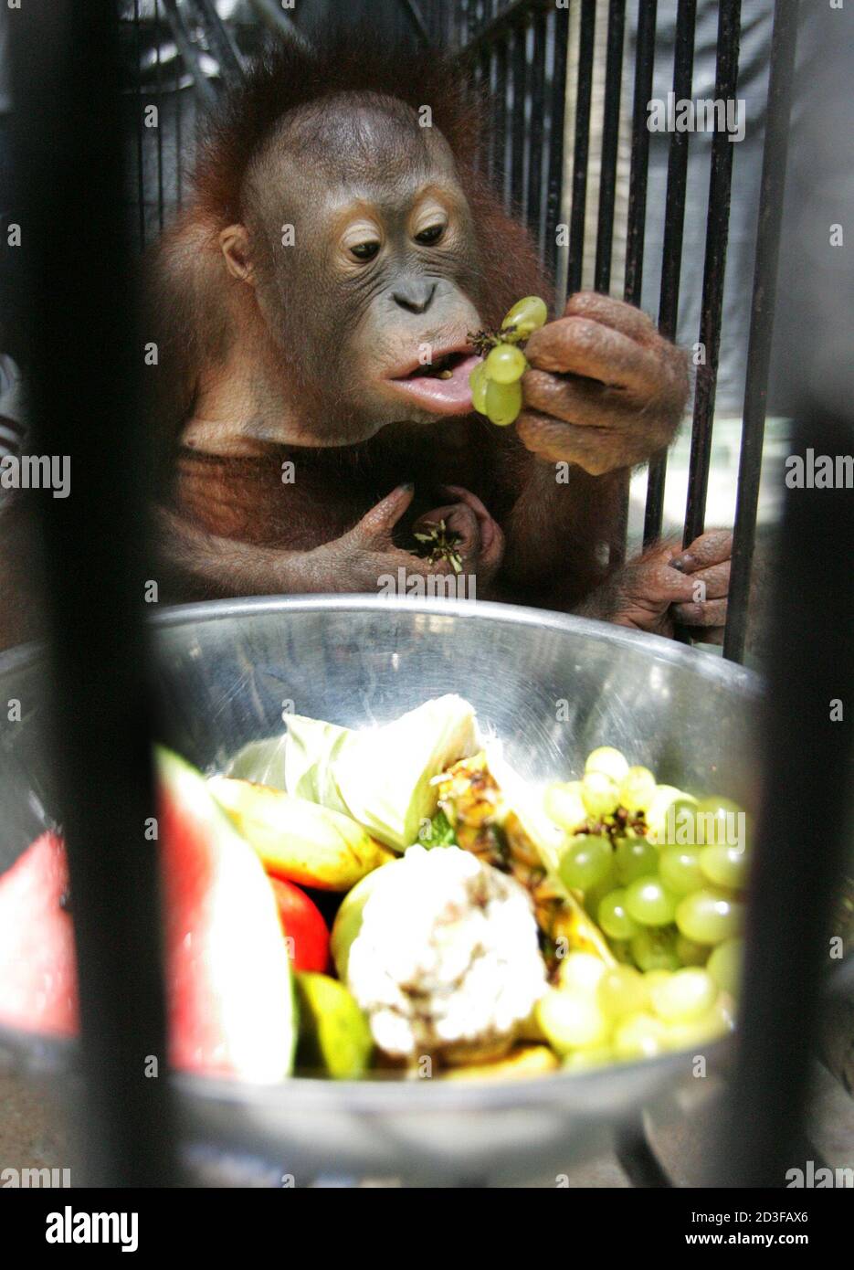 A young orangutan eats grapes in the Safari World animal park in Bangkok on  September 20, 2004 as forensic experts begin DNA tests on almost 100 of the  endangered primates suspected of