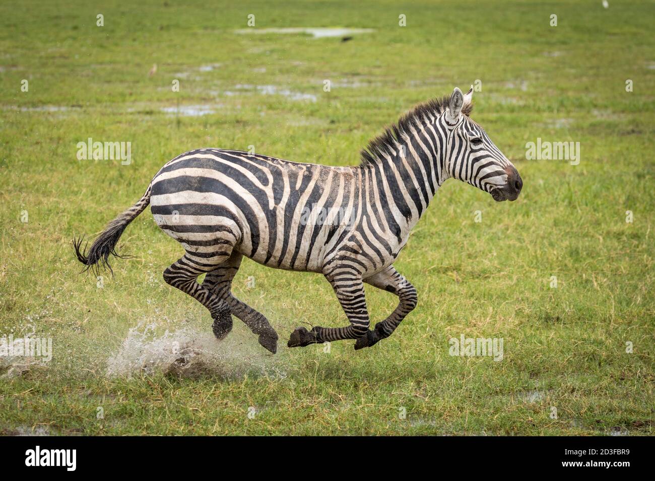 Zebra running in water hi-res stock photography and images - Alamy