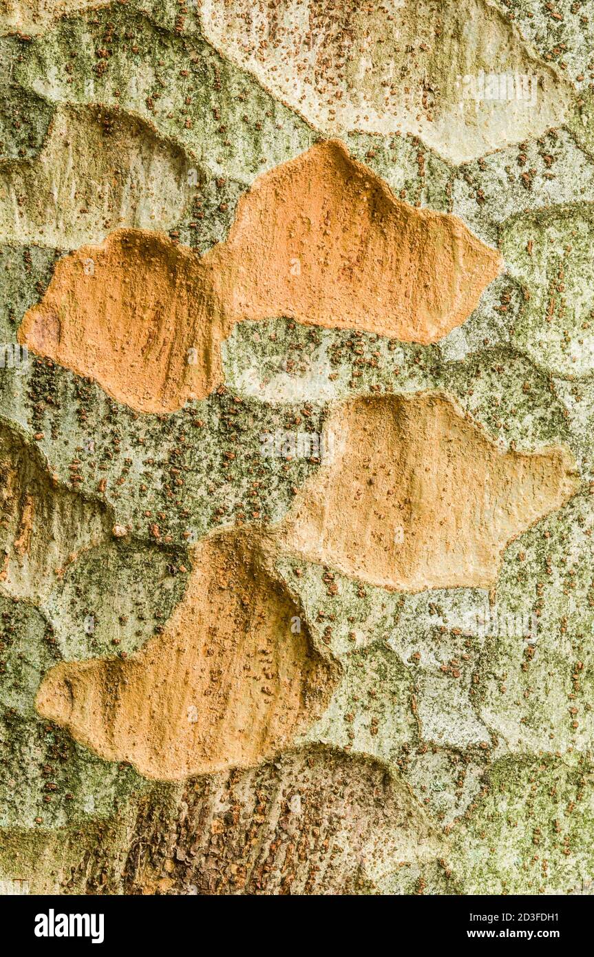Zelkova tree bark detail, genus of deciduous plant, of elm family Ulmaceae. Stock Photo