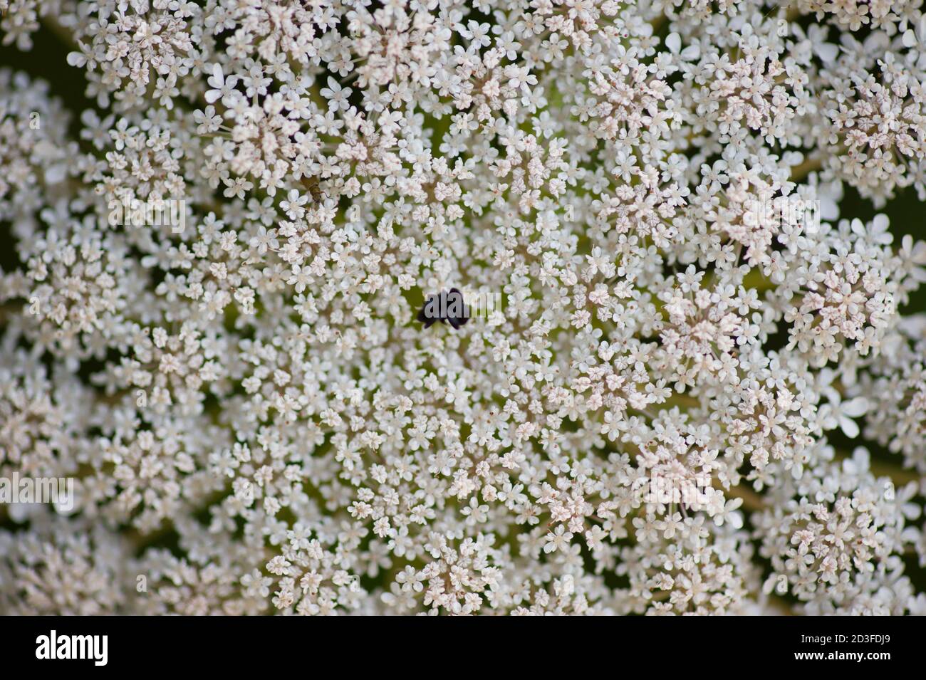 Wild carrot flower detail, Apiaceae, Umbelliferae, celery, parsley family, family of aromatic plants Stock Photo