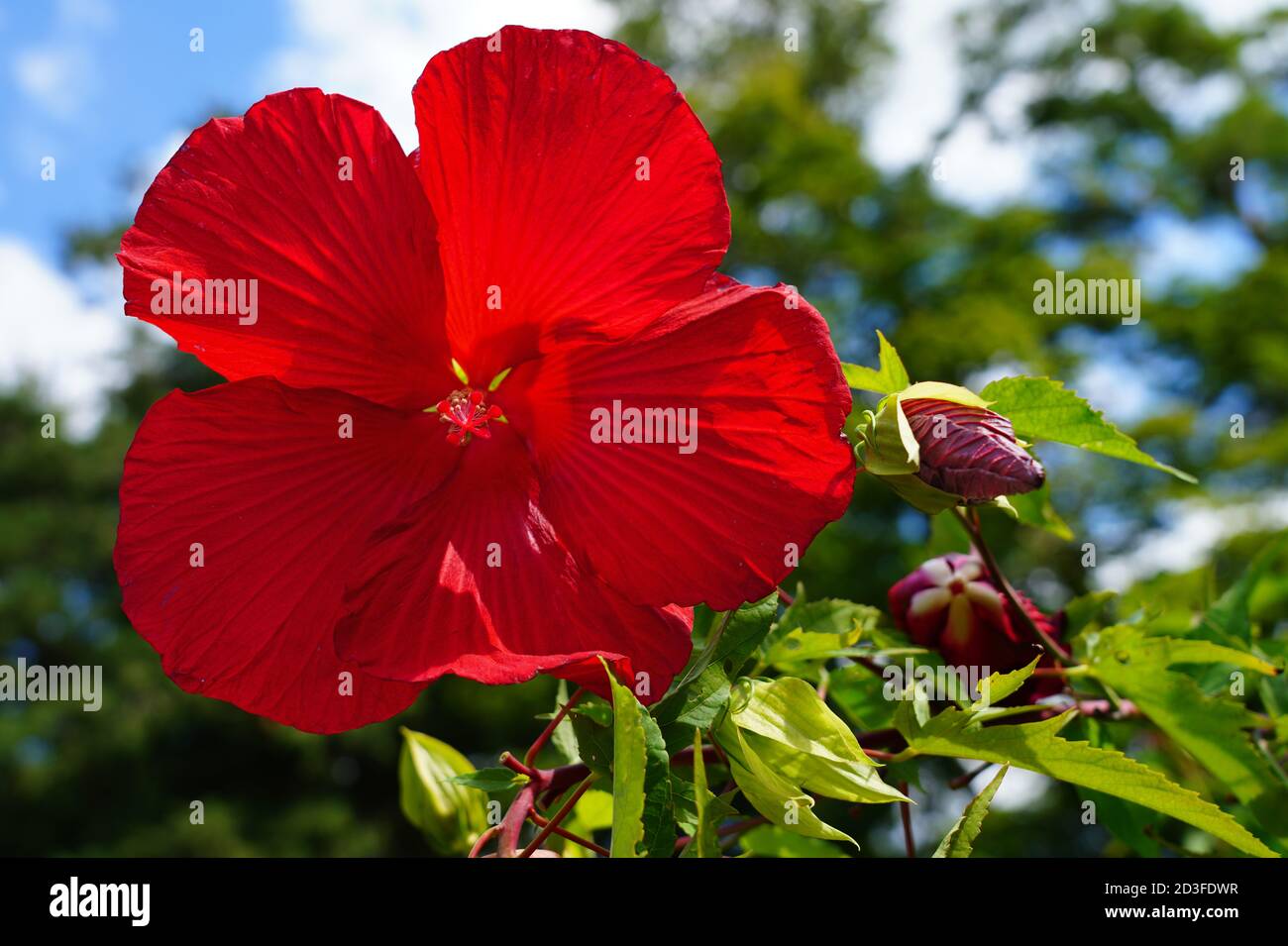 Giant dinner plate perennial hibiscus rose mallow flower Stock Photo