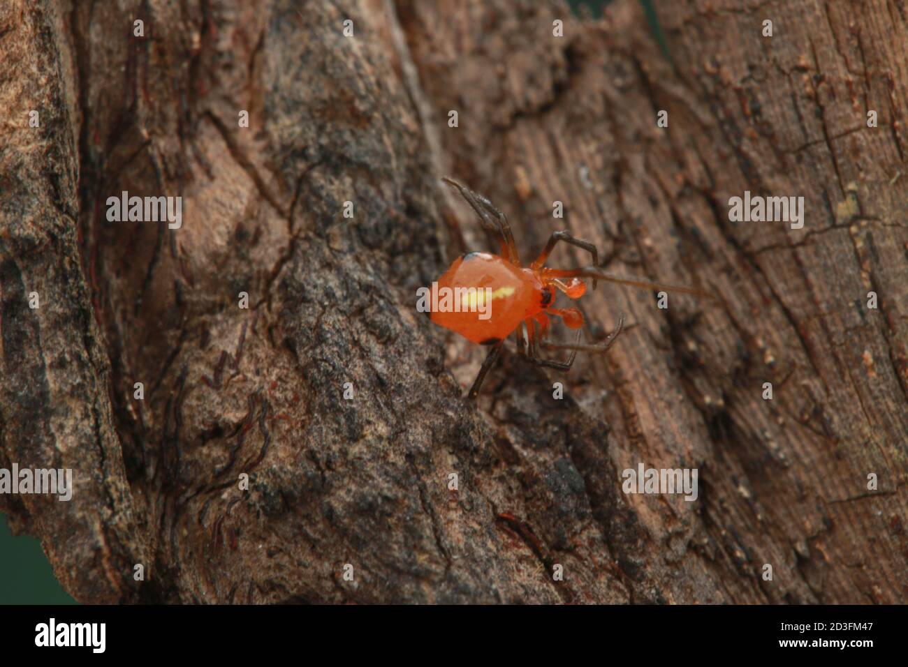 Comb-footed Spider, probably Argyrodes Stock Photo
