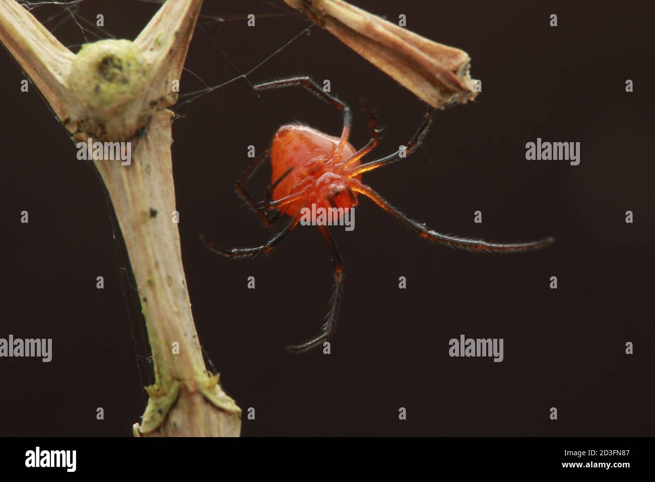 Comb-footed Spider, probably Argyrodes Stock Photo