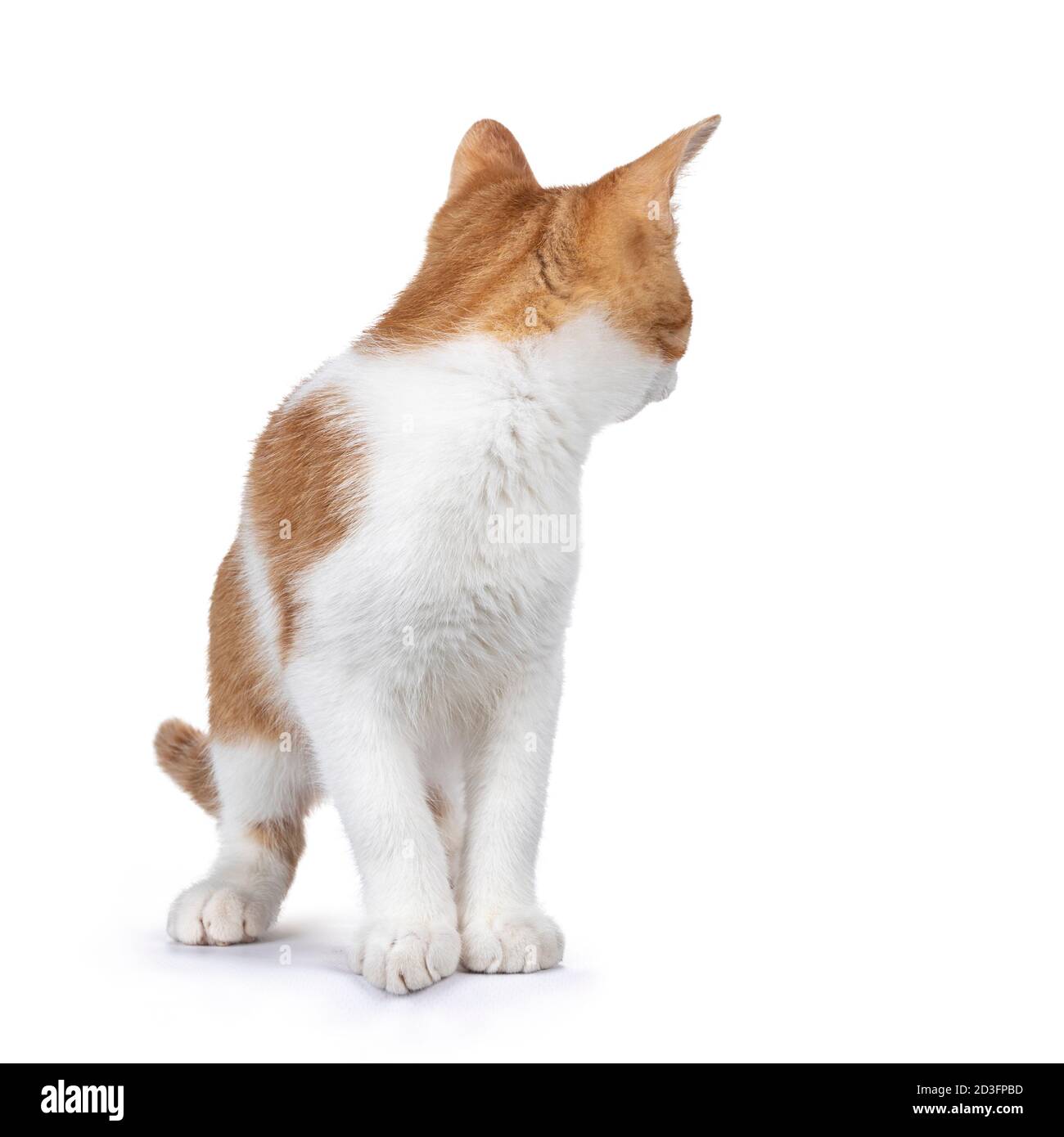 Cute young red with white non breed cat, standing facing front. Head turned looking behind it. Isolated on a white background. Stock Photo