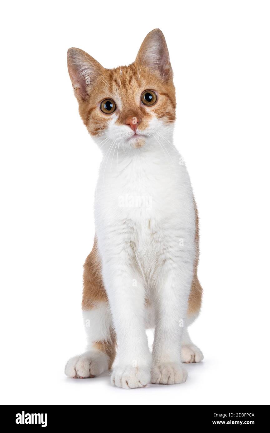 Cute young red with white non breed cat, sitting up facing front. Looking towards camera with sweet brown eyes. Isolated on a white background. Stock Photo