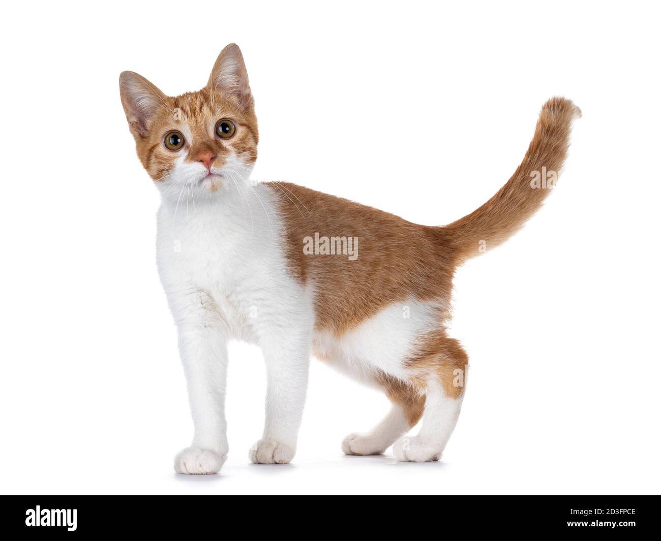 Cute young red with white non breed cat, standing side ways. Looking towards camera with sweet brown eyes. Isolated on a white background. Tail fierce Stock Photo