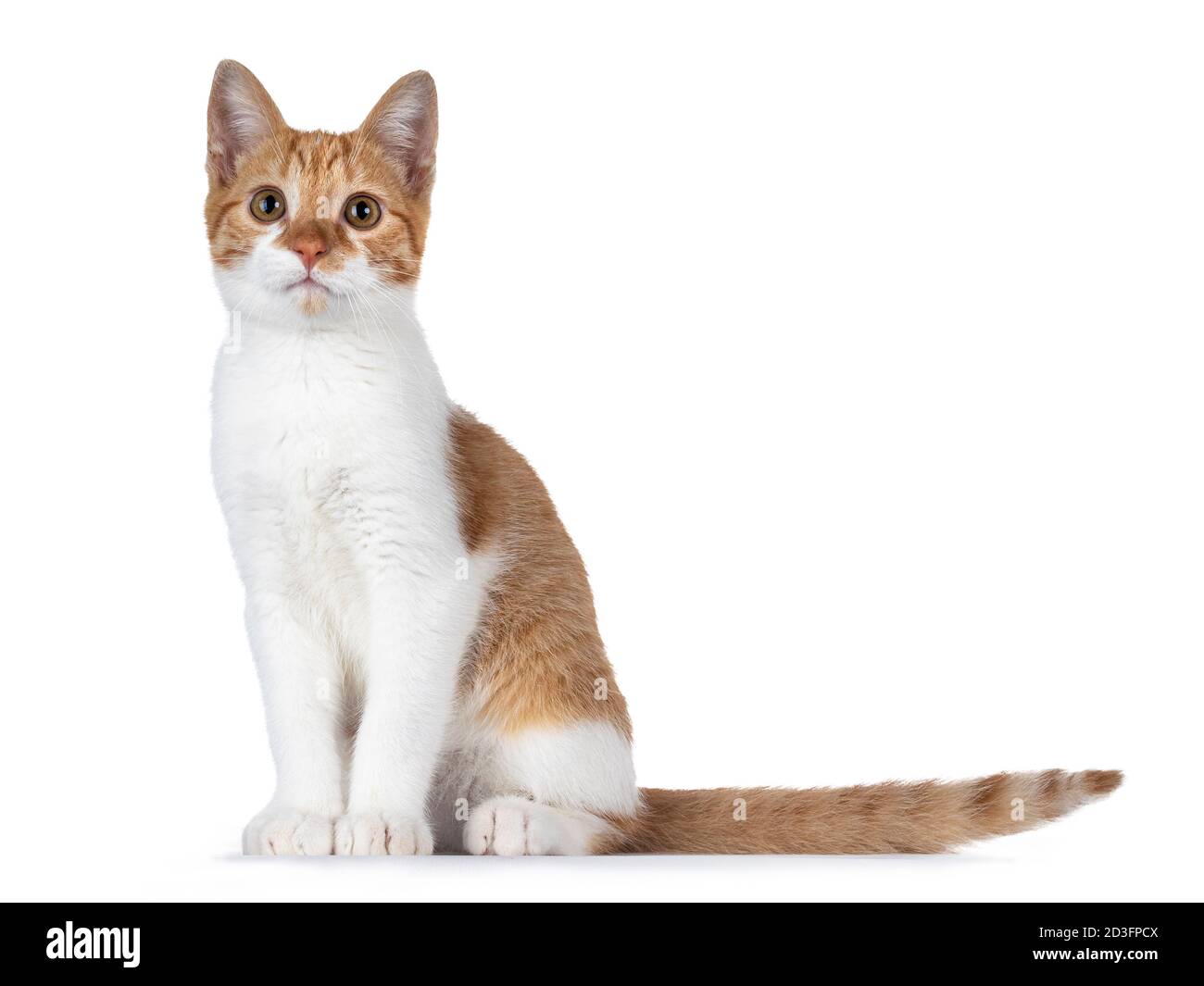Cute young red with white non breed cat, sitting side ways. Looking towards camera with sweet brown eyes. Isolated on a white background. Tail beside Stock Photo