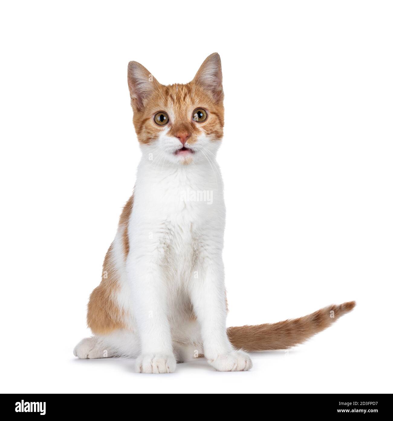 Cute young red with white non breed cat, sitting side ways. Looking towards camera with sweet brown eyes. Isolated on a white background. Tail beside Stock Photo