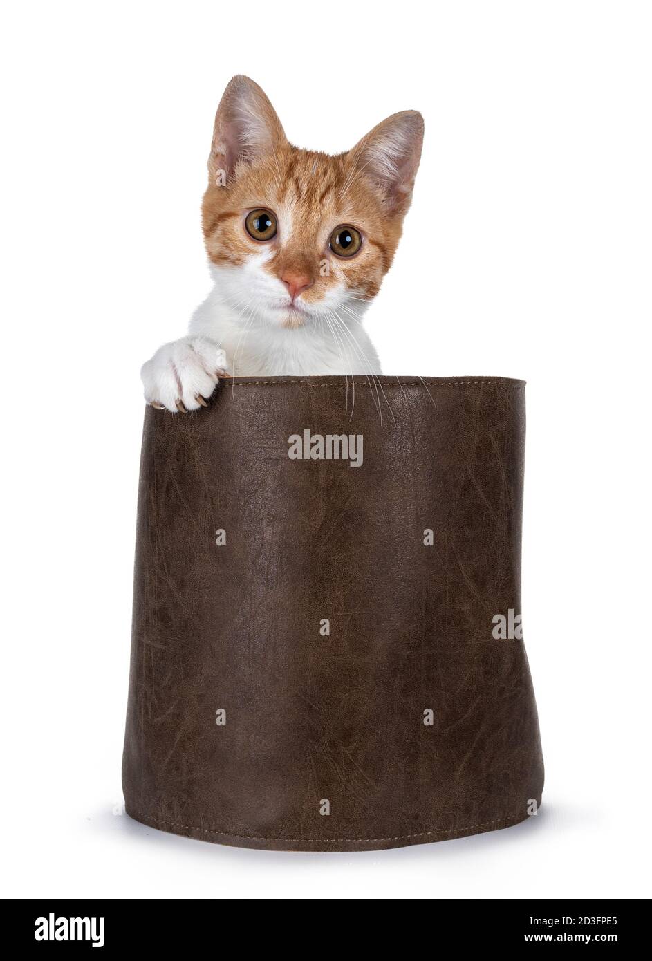 Cute young red with white non breed cat, sitting in brown leather basket. Looking towards camera with sweet brown eyes. Isolated on a white background Stock Photo