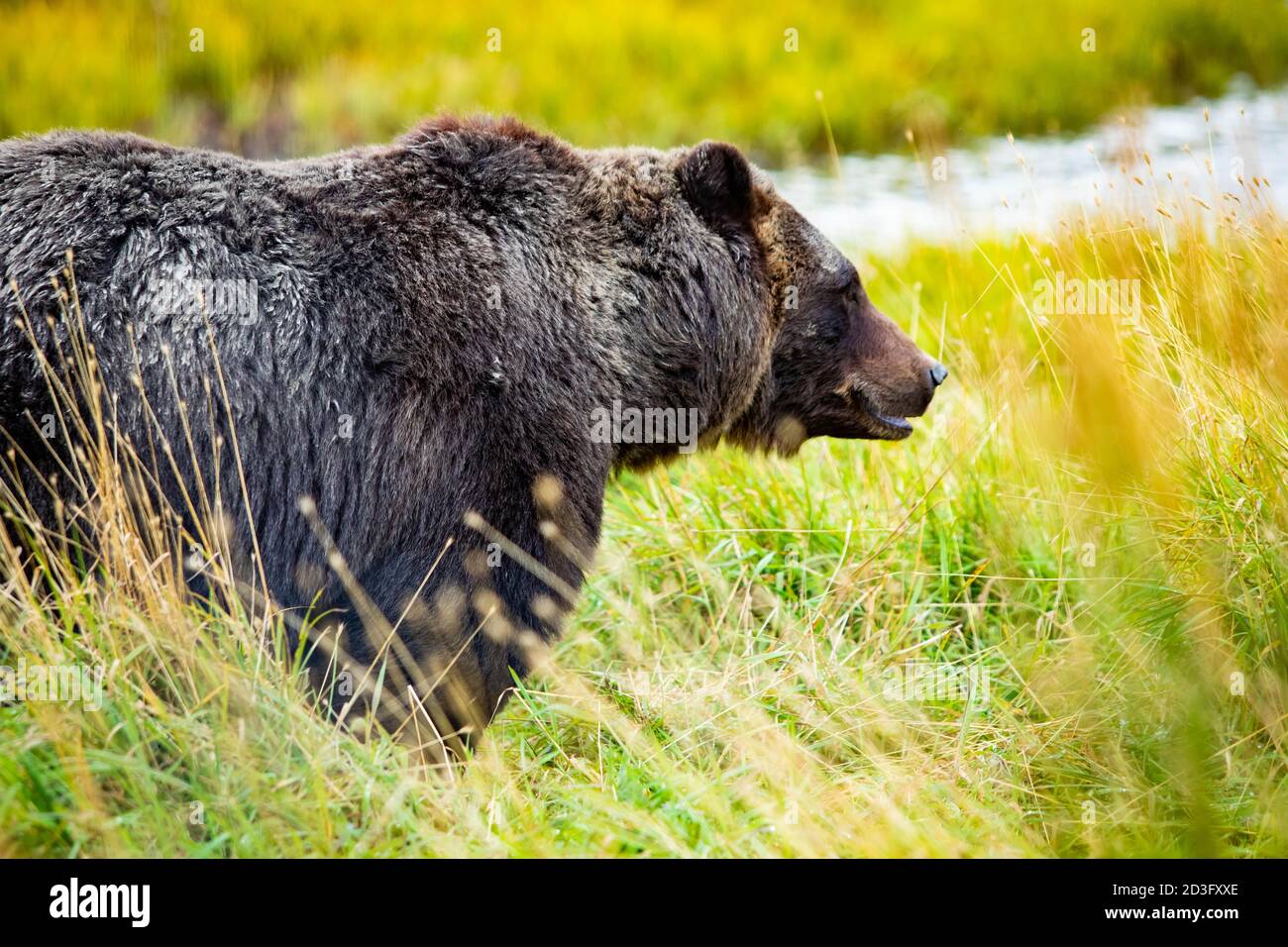 Big Alaskan brown bear portrait close up walking in the national park Stock Photo
