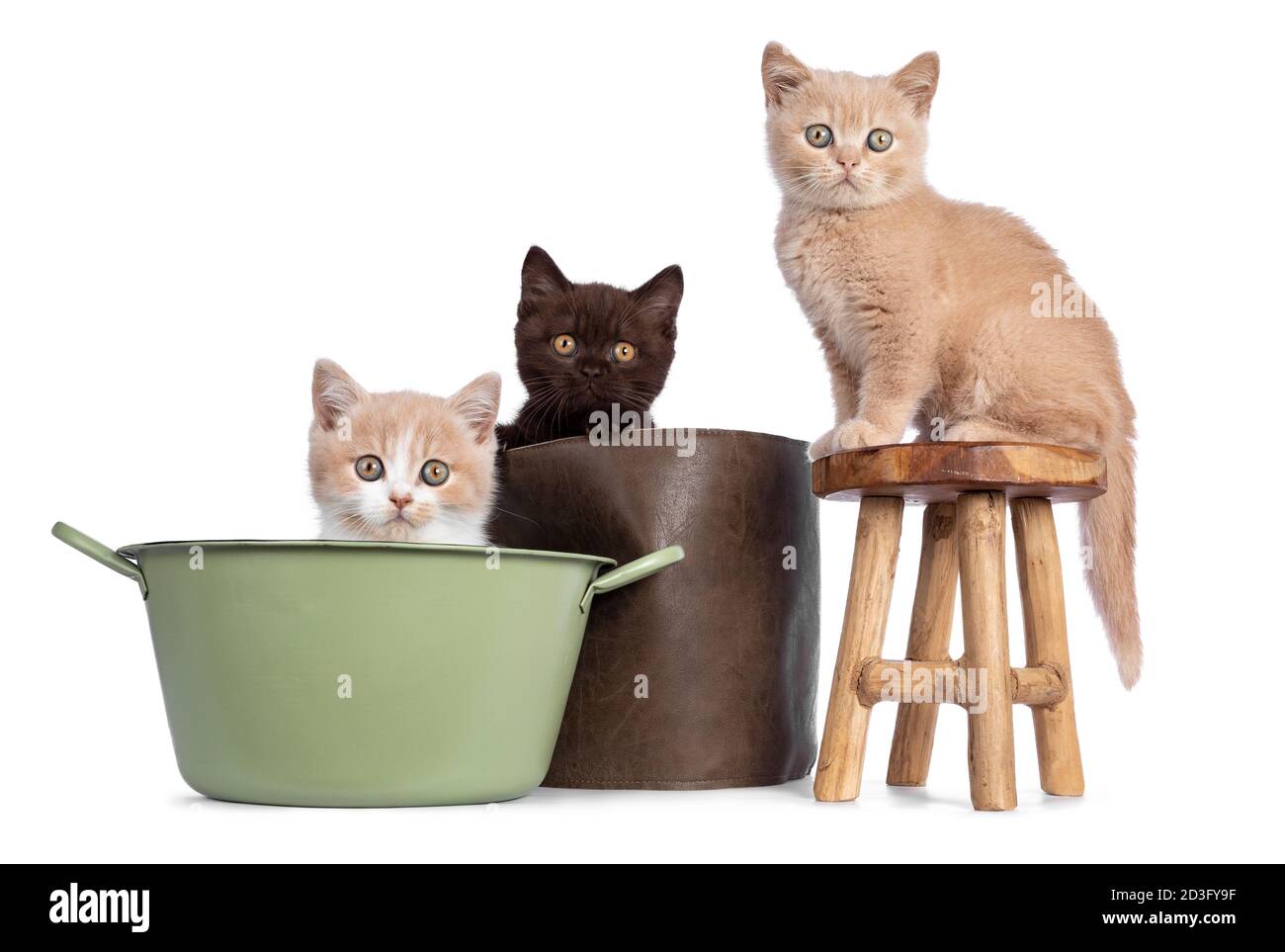 Cute trio of British Shorthair kittens in varied colors, sitting on and in stool, basket and bucket. All looking towards camera. Isolated on white bac Stock Photo