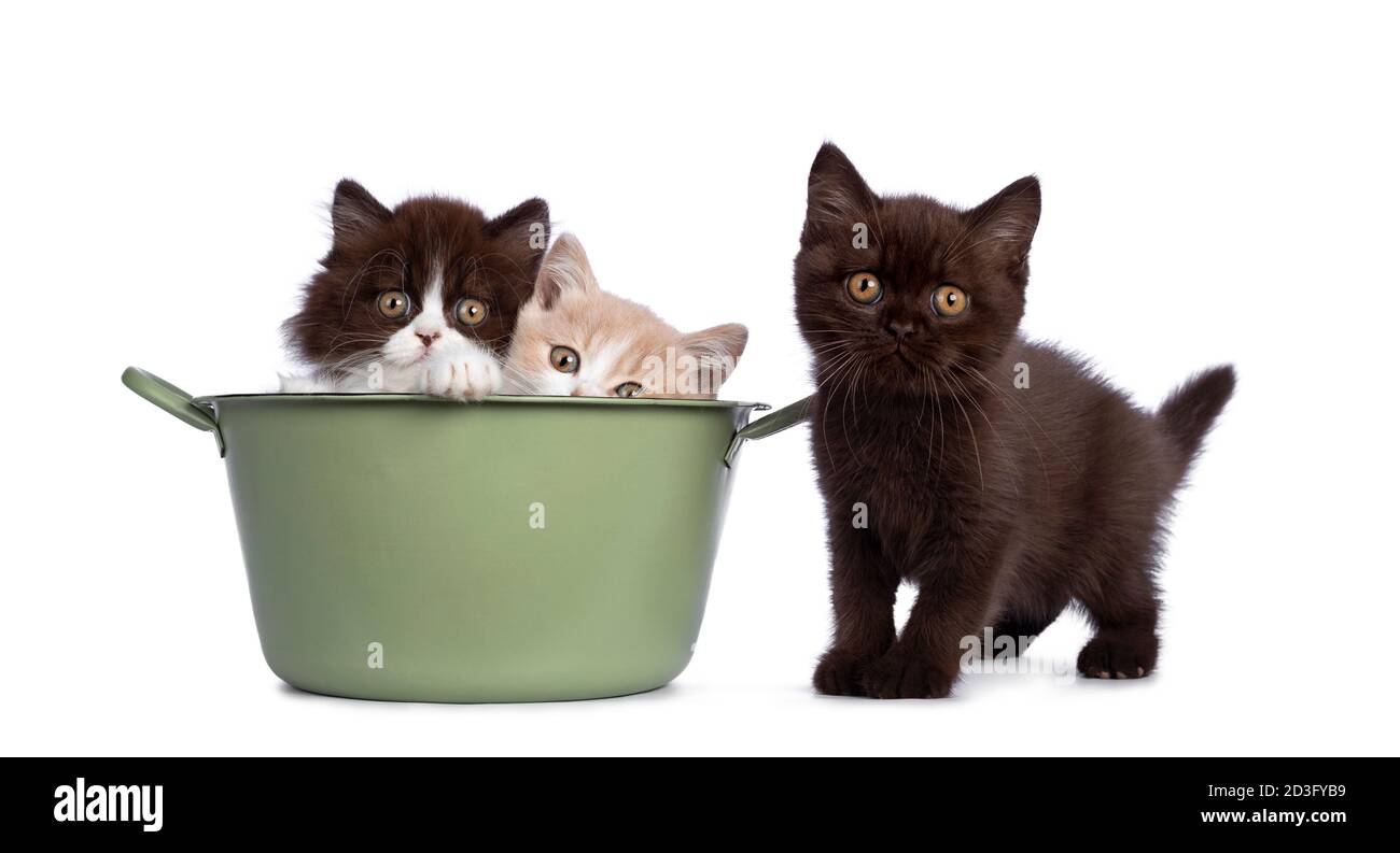 Cute trio of British Shorthair / Longhair kittens in varied colors, sitting in and beside green washing tub. All looking towards camera. Isolated on w Stock Photo