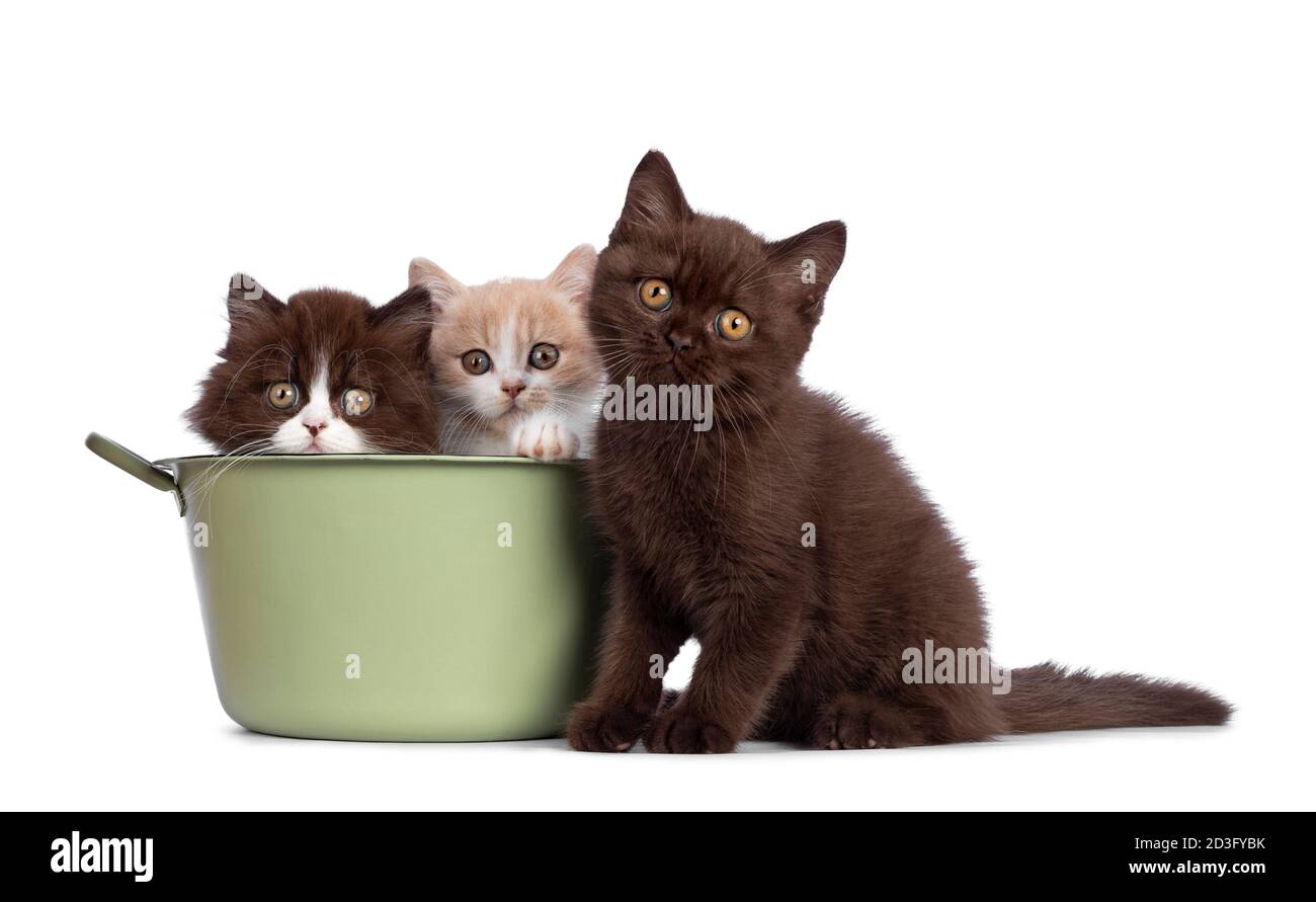 Cute trio of British Shorthair / Longhair kittens in varied colors, sitting in and beside green washing tub. All looking towards camera. Isolated on w Stock Photo