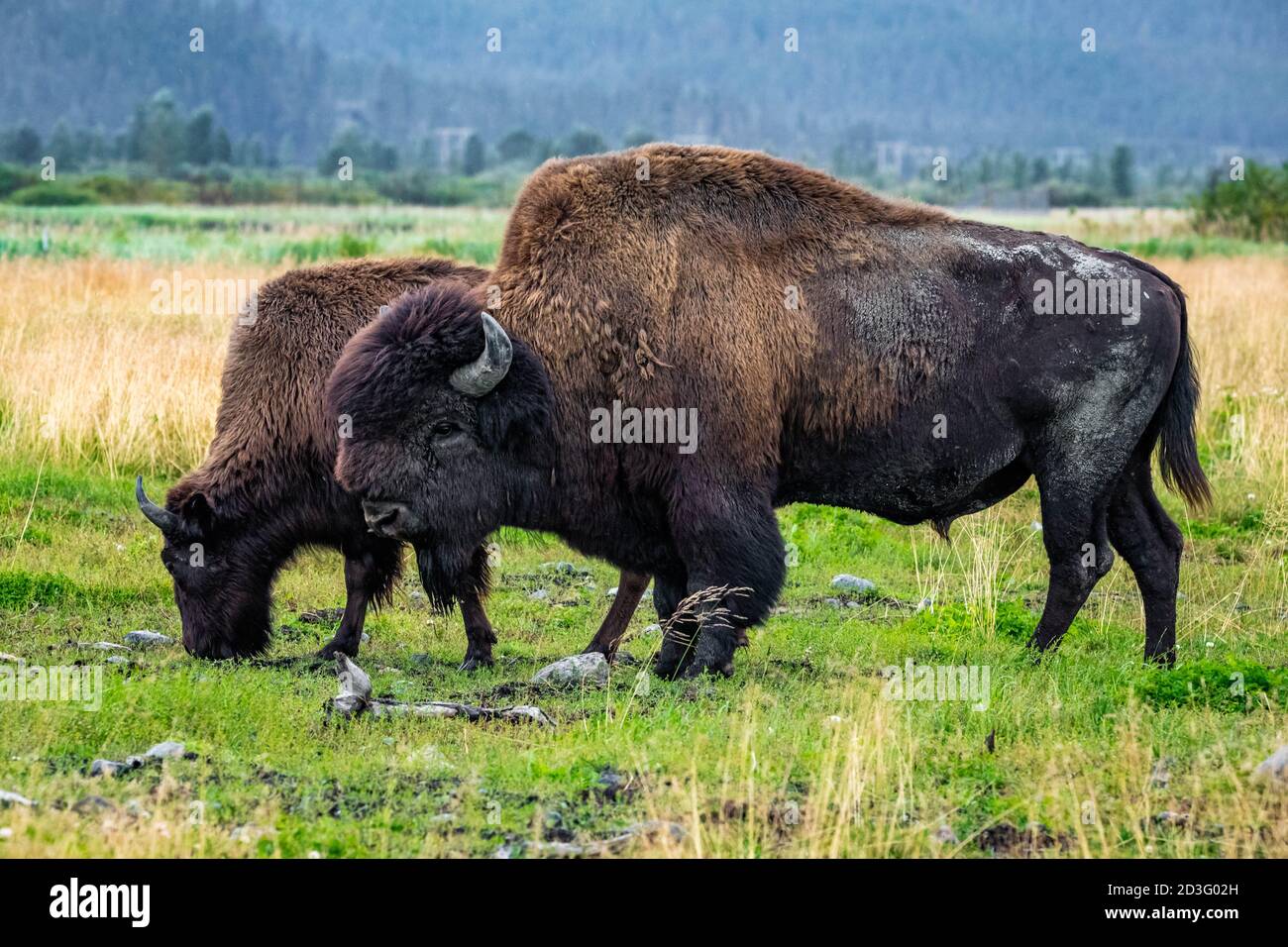 Wild wood bison portrait in Alaska national park native habitat Stock ...