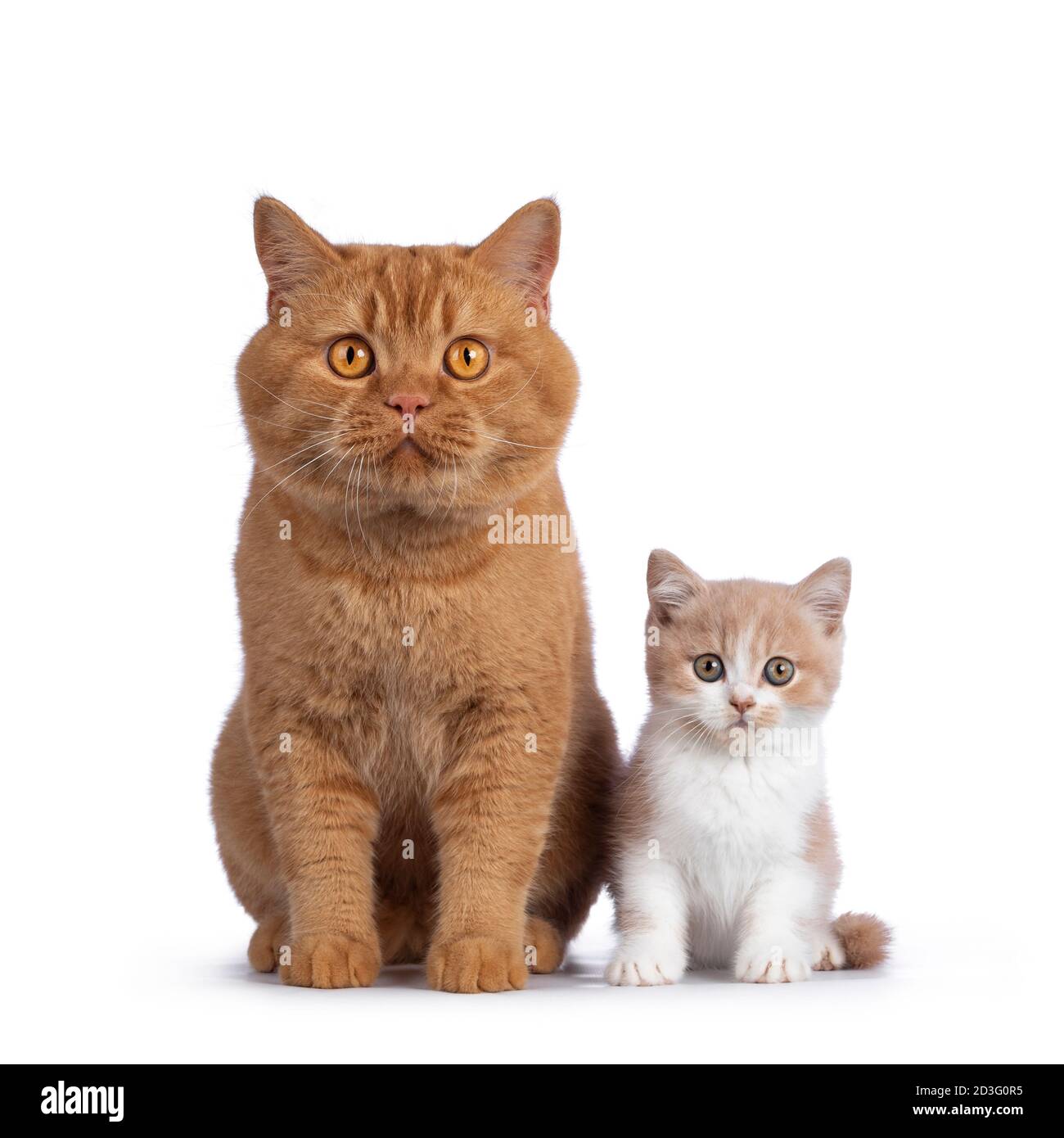 Cute creme with white bicolor British Shorthair cat kitten, sitting facing front beside adult red male BSH. Looking towards camera with mesmerizing gr Stock Photo