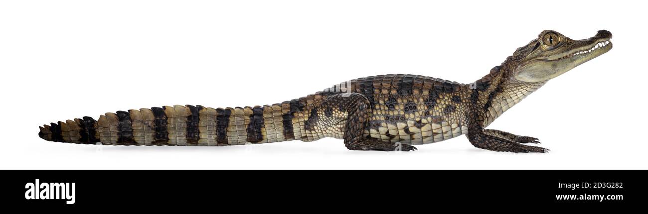 Alligator standing hi-res stock photography and images - Alamy