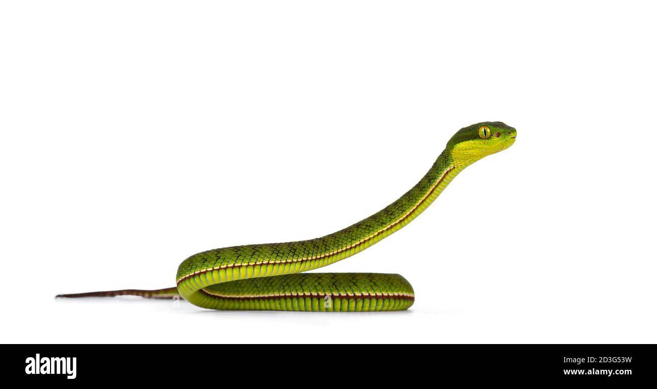 Brown spotted green pitviper or pit 