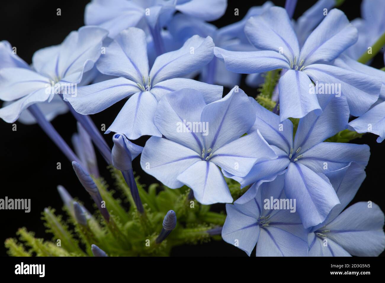 Plumbago in flower with buds Stock Photo
