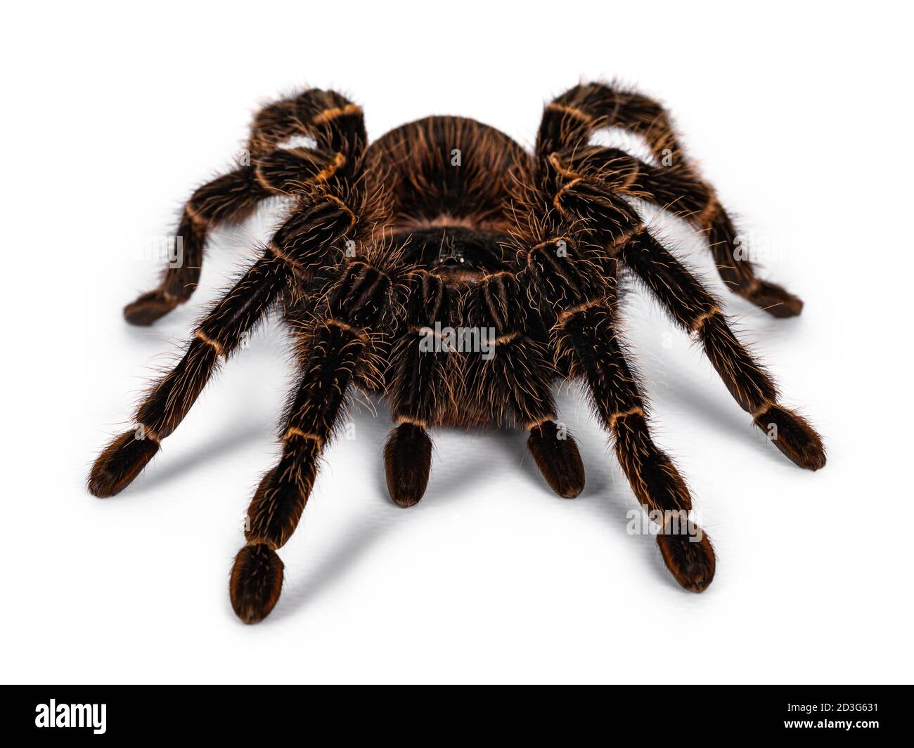 Front view of mature female Brazilian salmon pink birdeater spider aka Lasiodara parahybana, sitting facing front hiding behind front legs. Isolated o Stock Photo