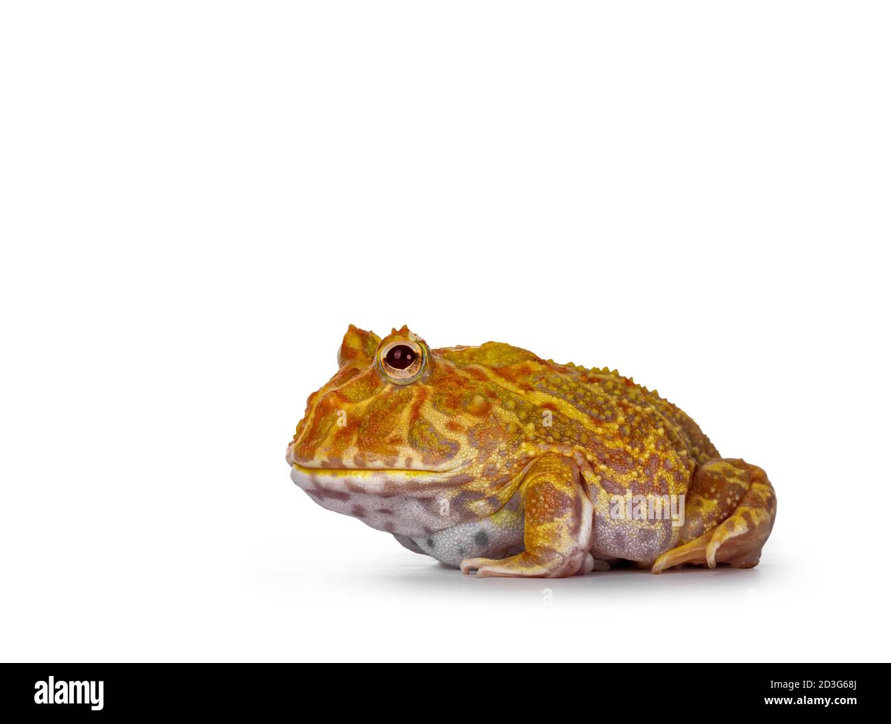 Side view of young adult male albino American horned or Pacman frog. Isolated on white background. Stock Photo