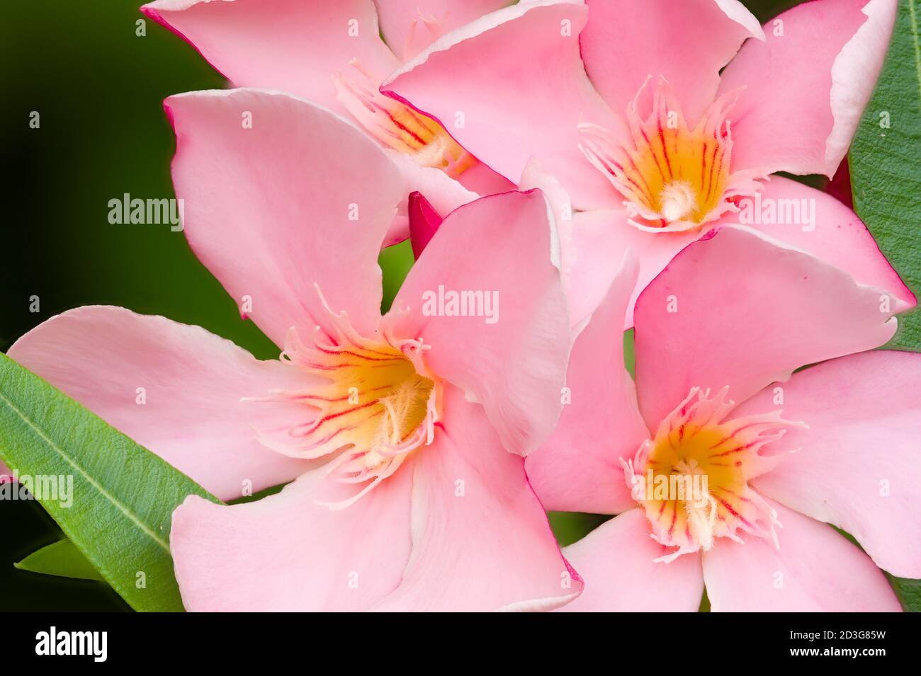 Nerium oleander, evergreen shrub or small tree in the dogbane family Apocynaceae, toxic in all its parts. Stock Photo