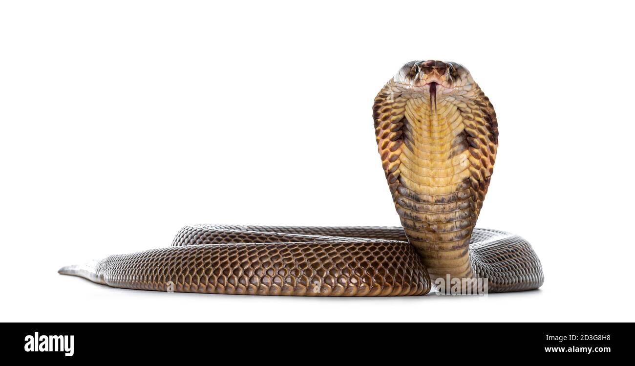 Adult Monocled cobra aka Naja kaouthia snake, in defense position. Isolated on white background. Stock Photo