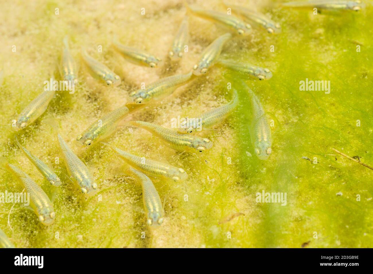 Mosquito fish school among green algae in a pond, Gambusia affinis Stock Photo