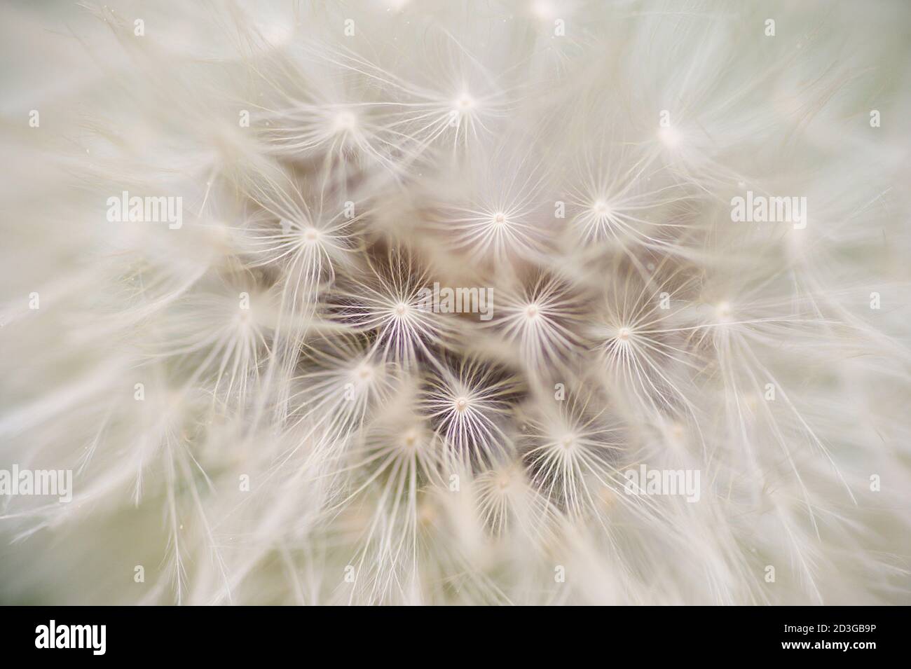 Dandelion seed cap ready to fly away, Taraxacum officinalis Stock Photo