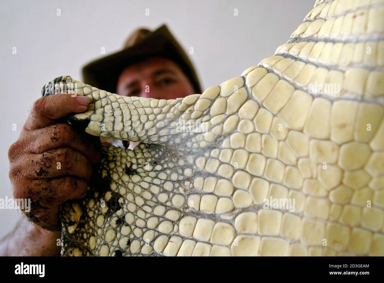 Crocodile Killing High Resolution Stock Photography And Images Alamy