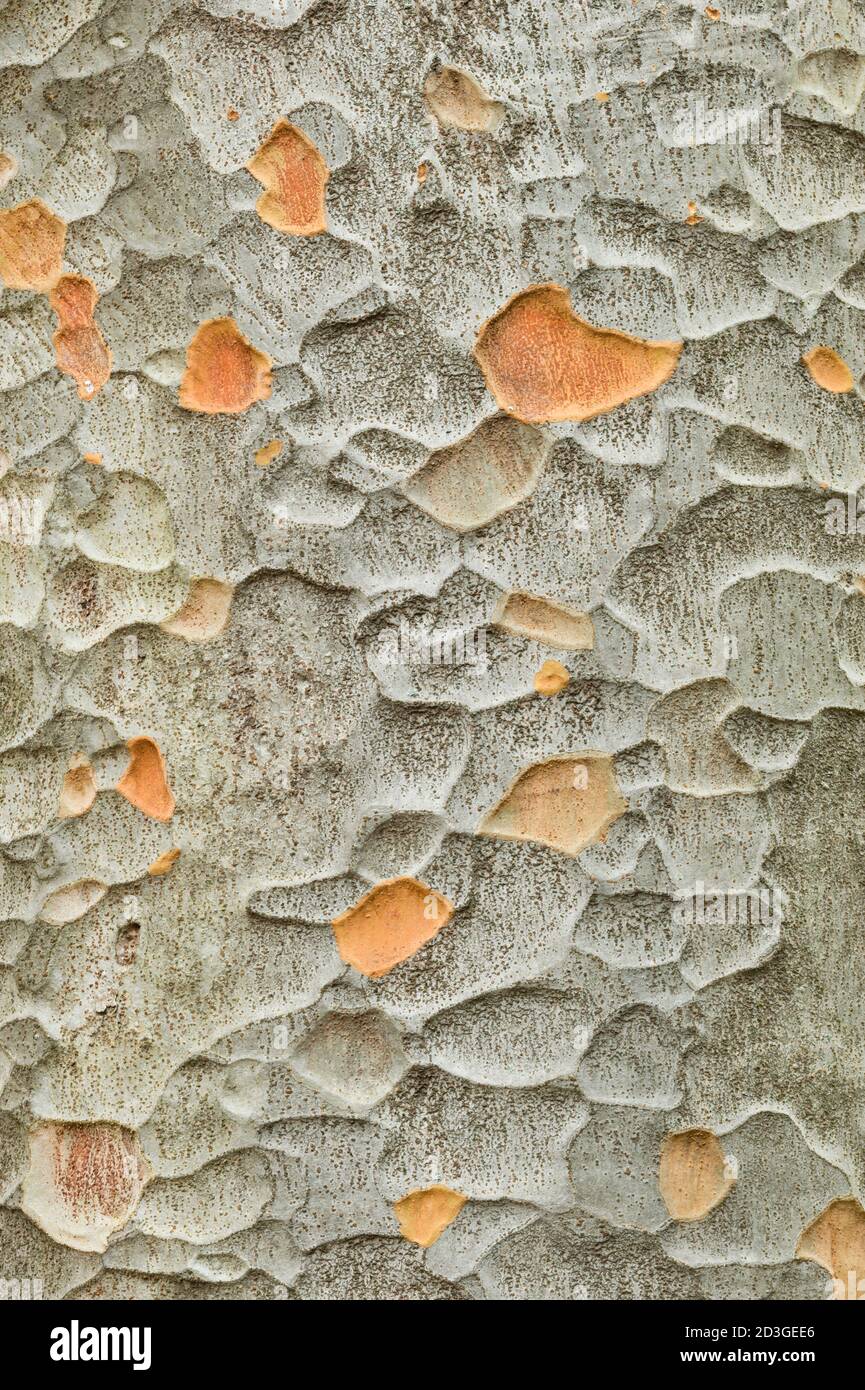 Zelkova tree bark,  is a species of deciduous trees in the elm family Ulmaceae. Stock Photo