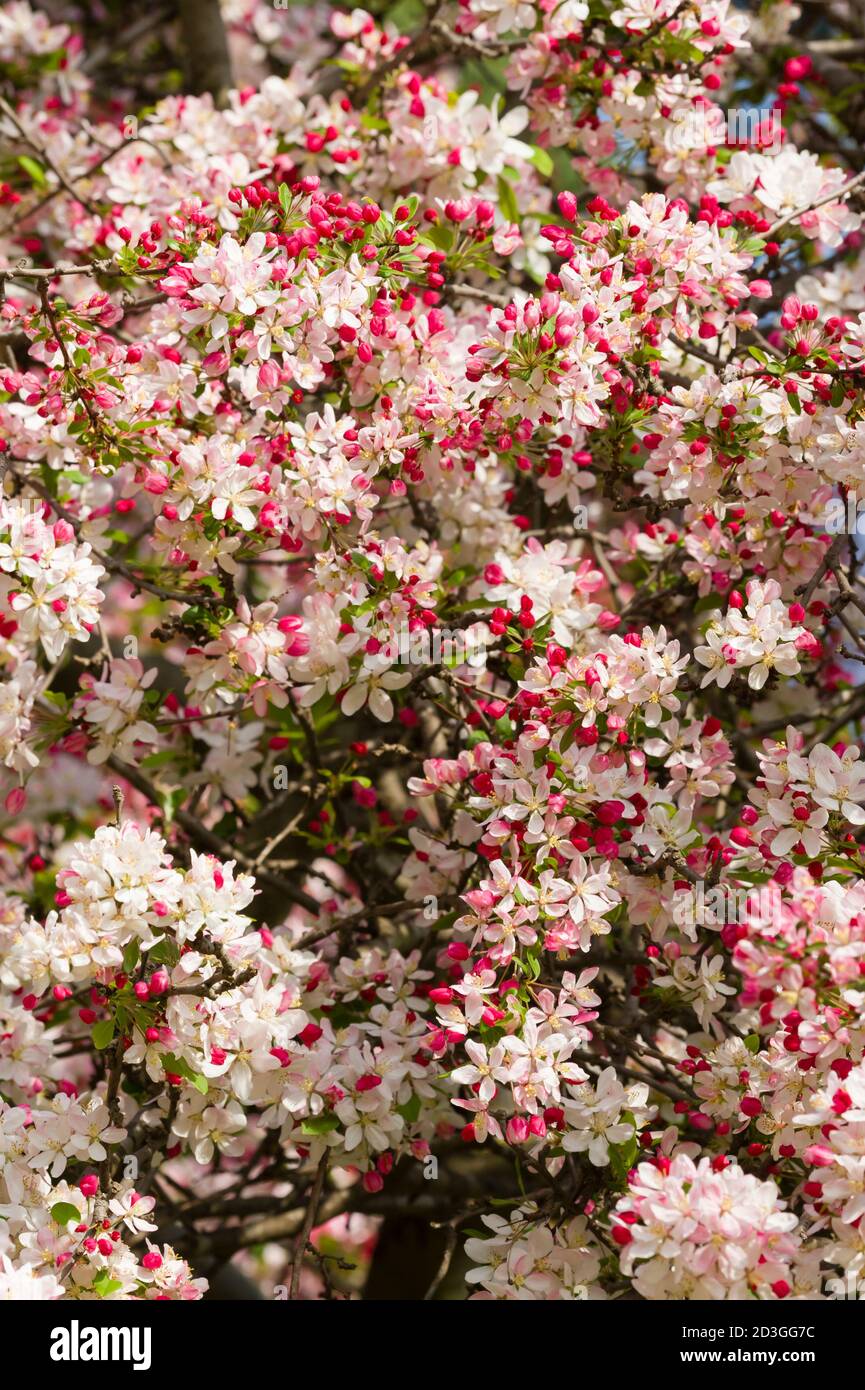 Cherry blossom flowers in full bloom in Spring Stock Photo - Alamy