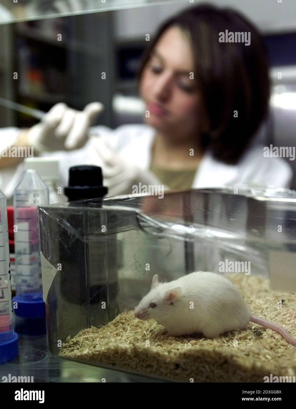 Genetically modified mouse hi res stock photography and images alamy