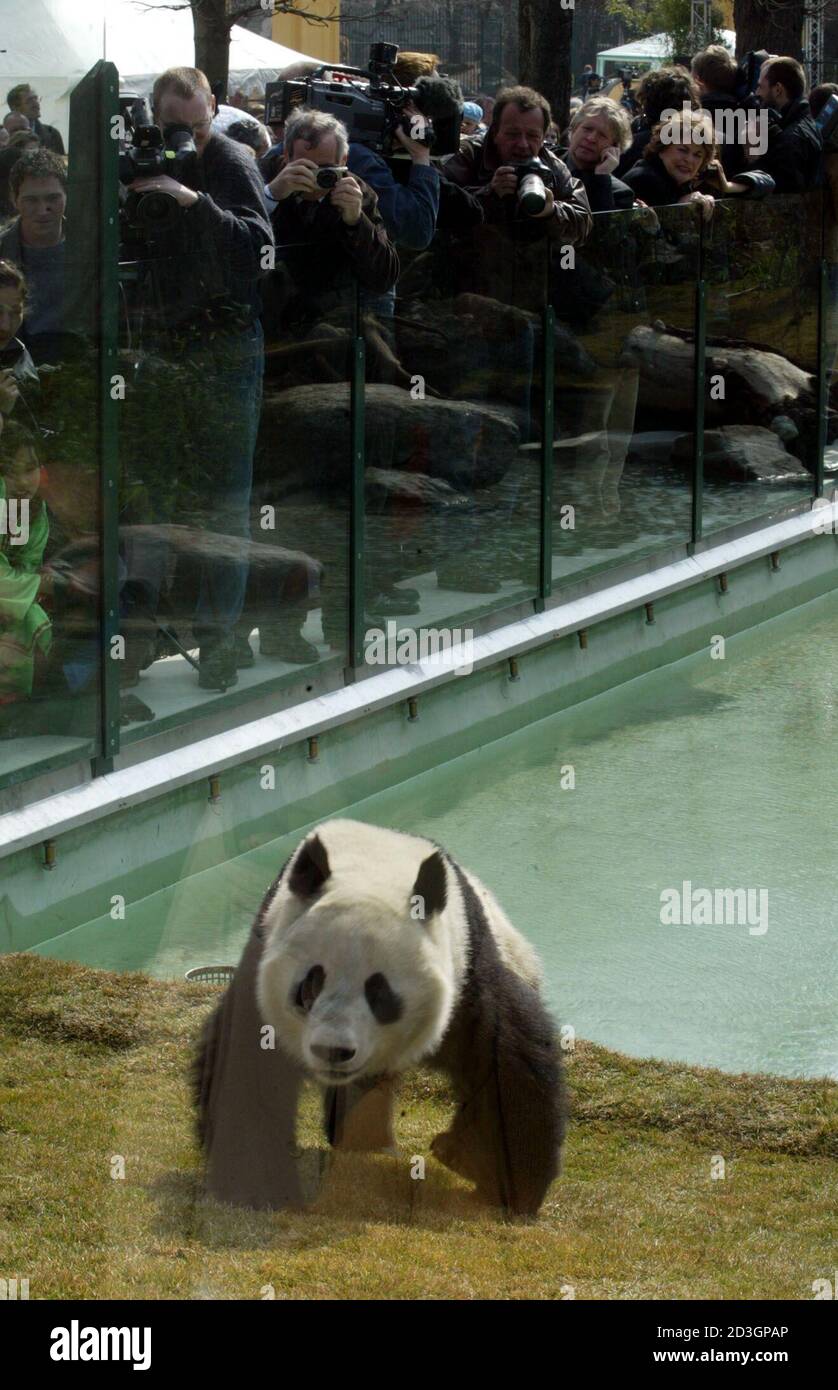 Im Schoenbrunner Zoo in Wien wurde am Mittwoch, dem 19. Maerz 2003, das neue Padabaerengehege feierlich eroeffnet. Im Bild Panda-Maennchen Long Hui bei der ersten Besichtigung des Freigelaendes seines neuen Geheges unter regem Medieninteresse. REUTERS/Herwig Prammer REUTERS  PR/ Stock Photo